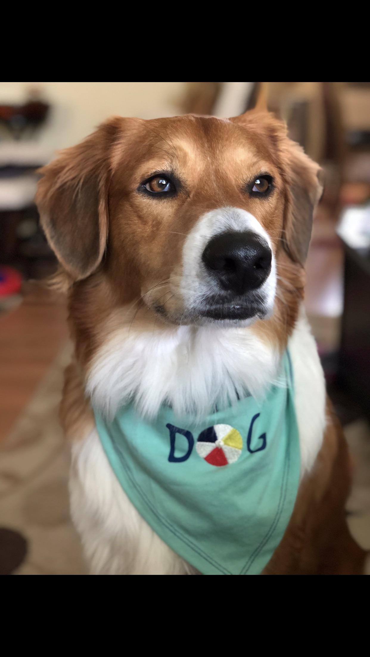Jax, my 3 year old Aussie golden retriever mix. The most gentle dog I
