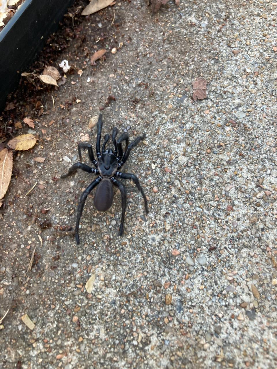 Please help identify this spider from Austin, TX r/spiders
