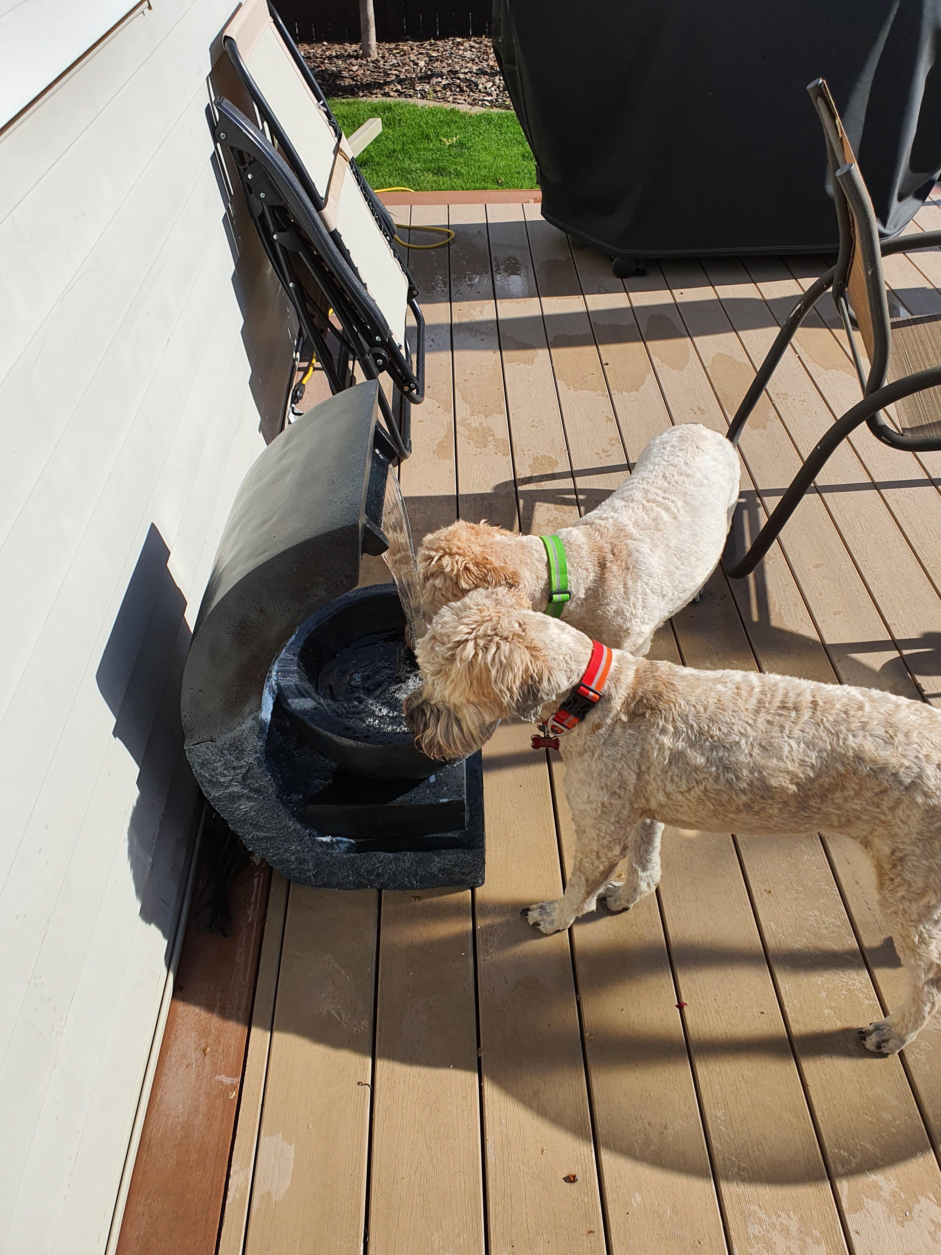 Garden fountain now dog bowl r/Wheatens