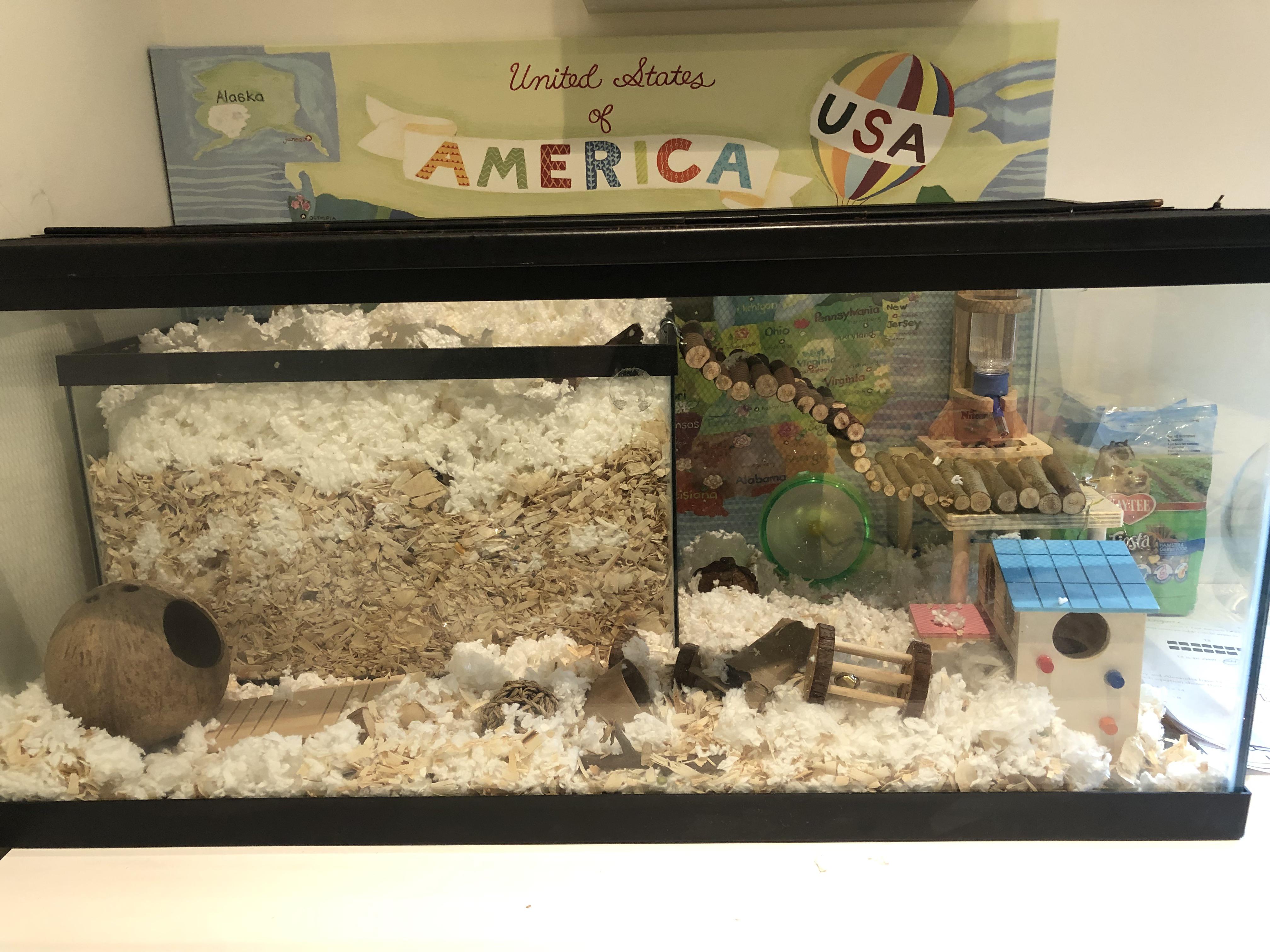 Update on little brothers gerbil cage there’s sand in the coconut and