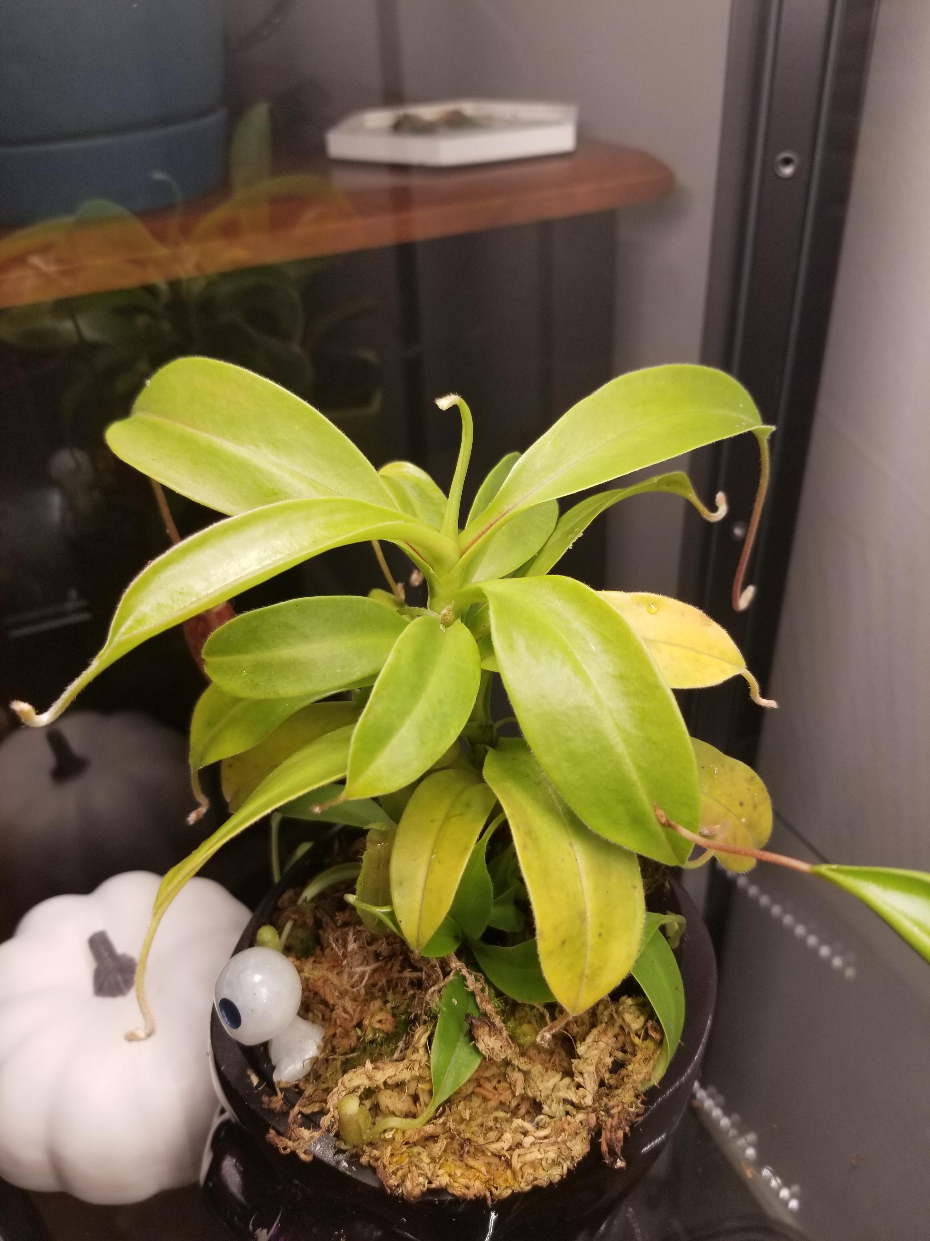 Why is my nepenthes talangensis is turning yellow? r/SavageGarden