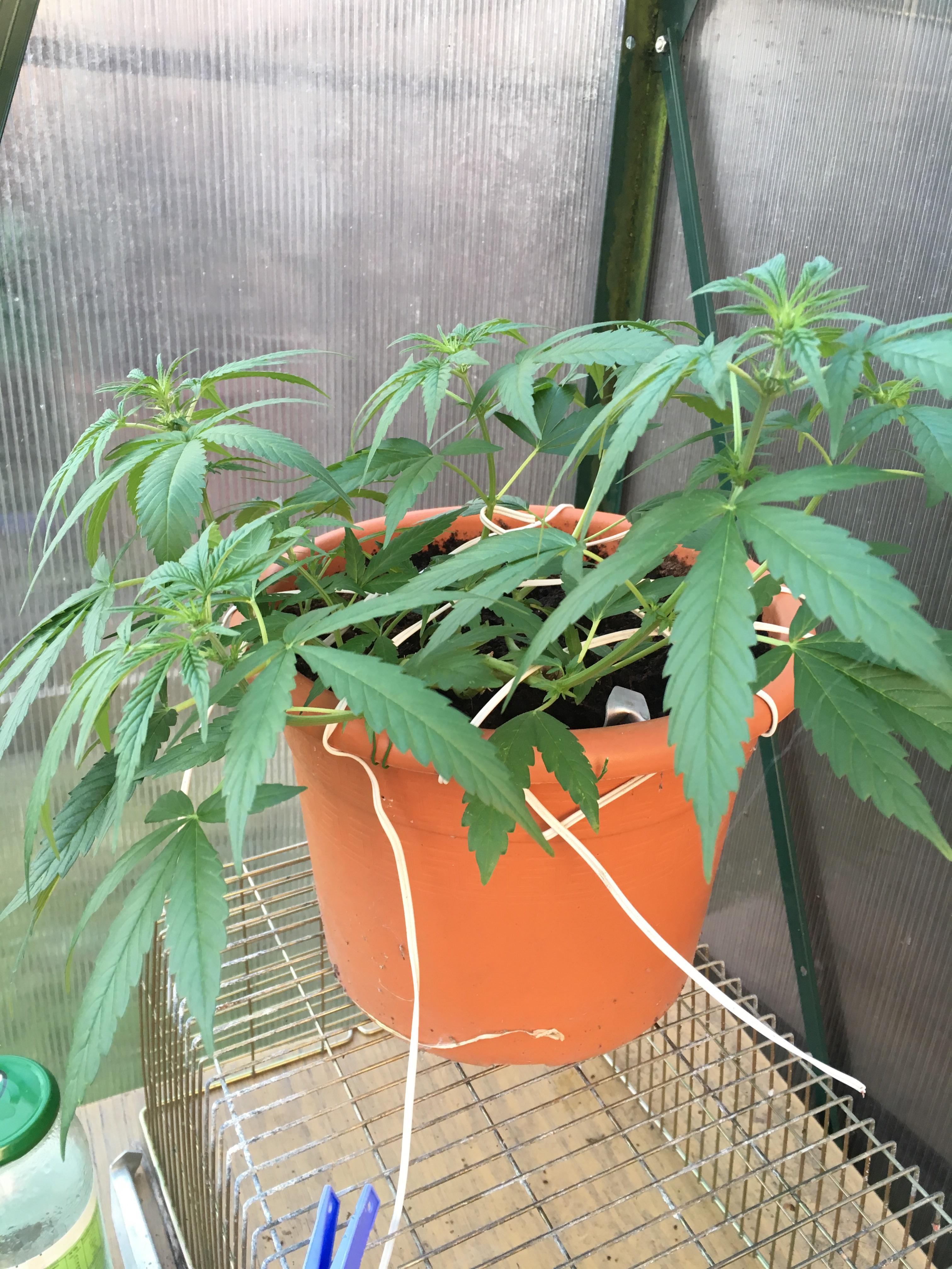 First autoflower of the year first time low stress training