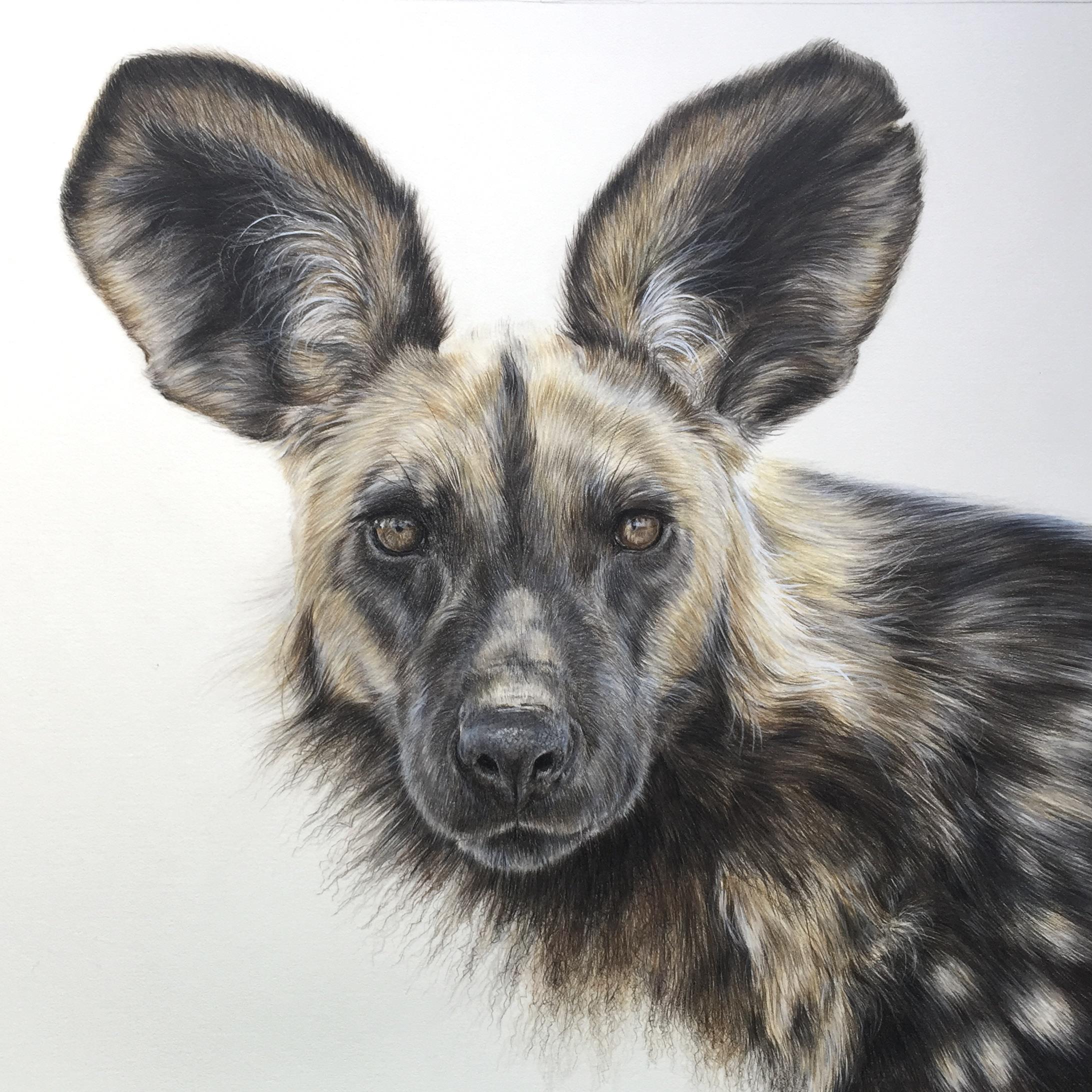 African Wild Dog Face Drawing