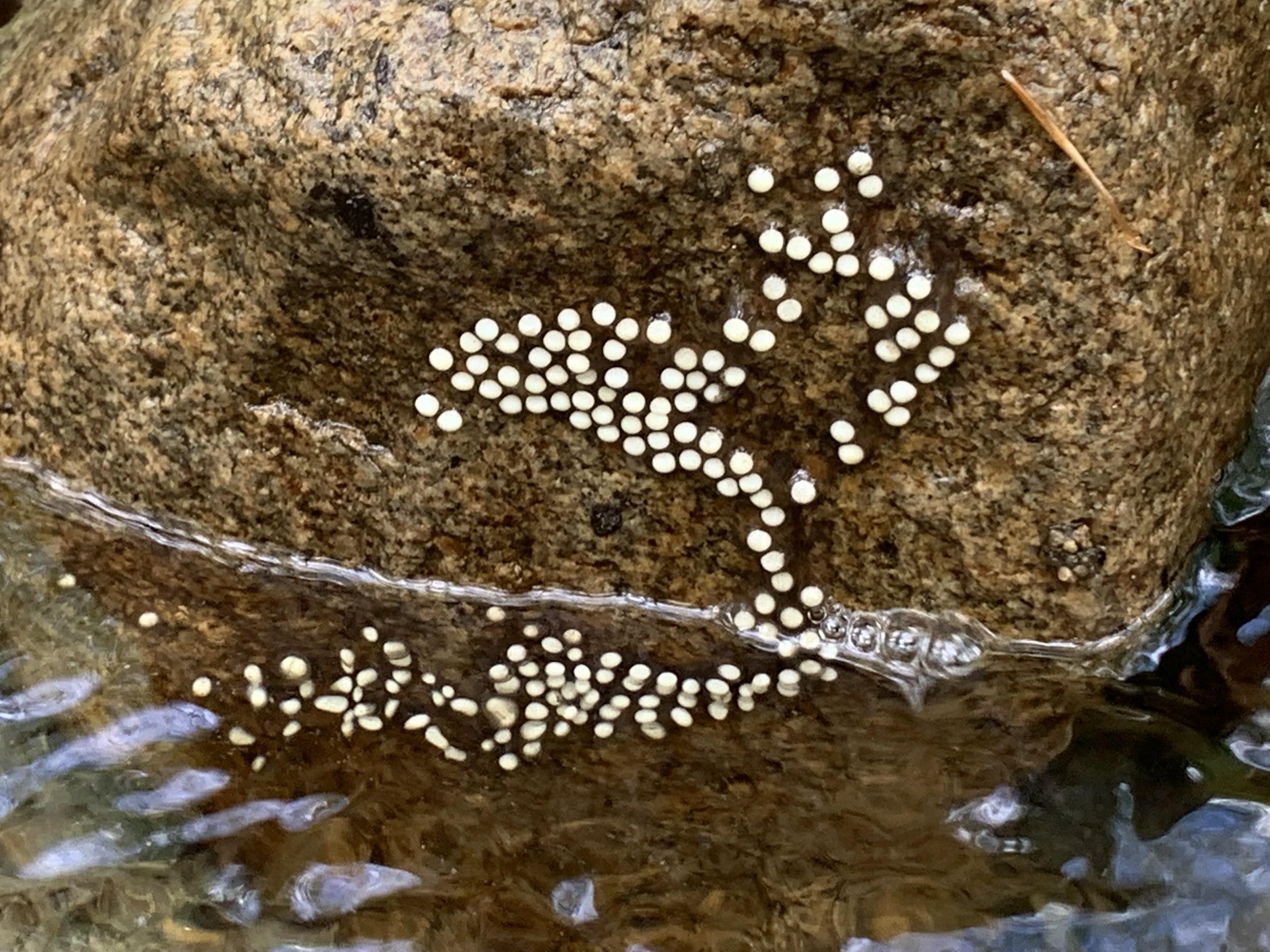 A huge amount of northern twolined salamander eggs r/herpetology