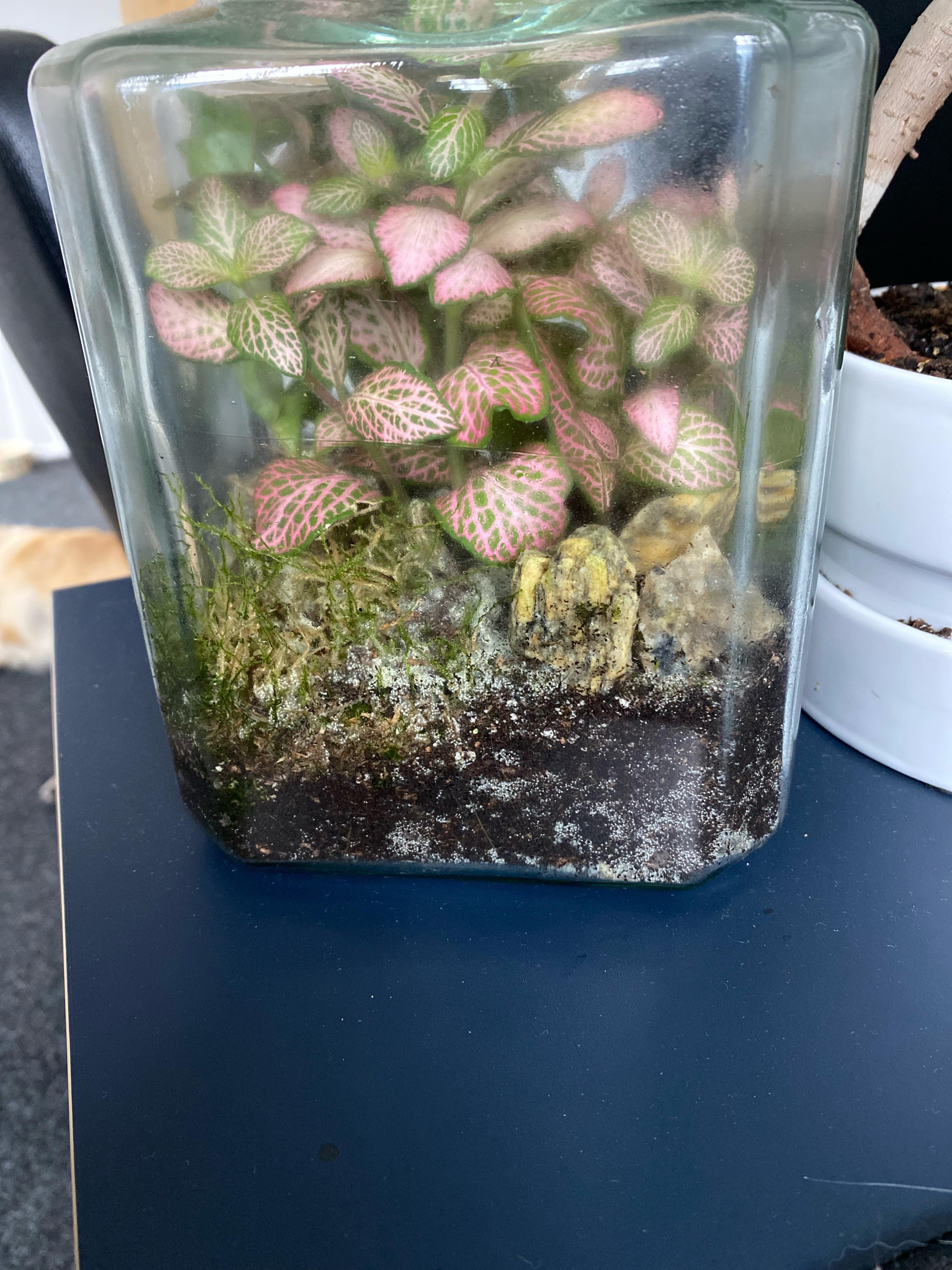 These white spores on my terrarium. On the rocks too. Too wet? Disease
