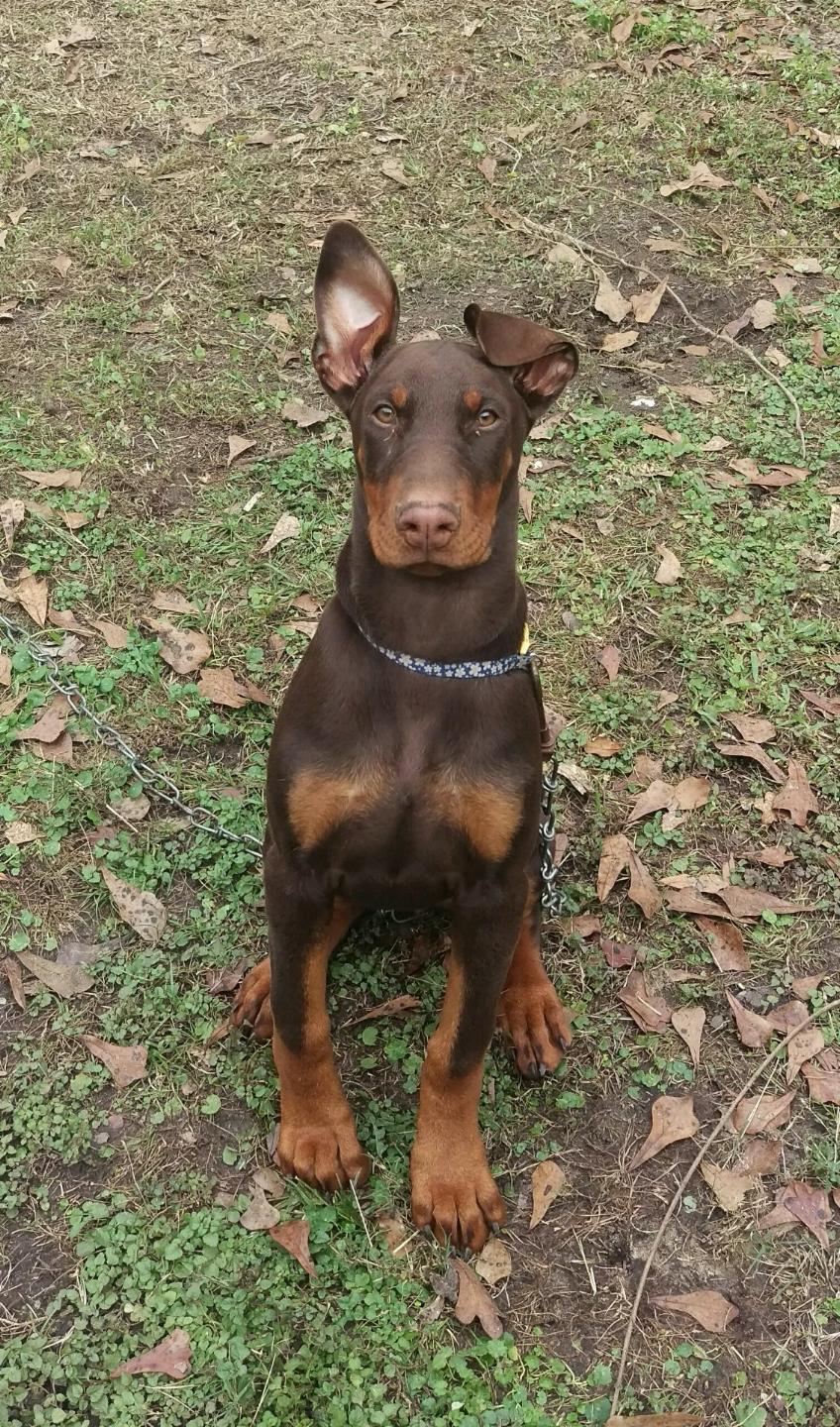 99+ European Doberman Images l2sanpiero
