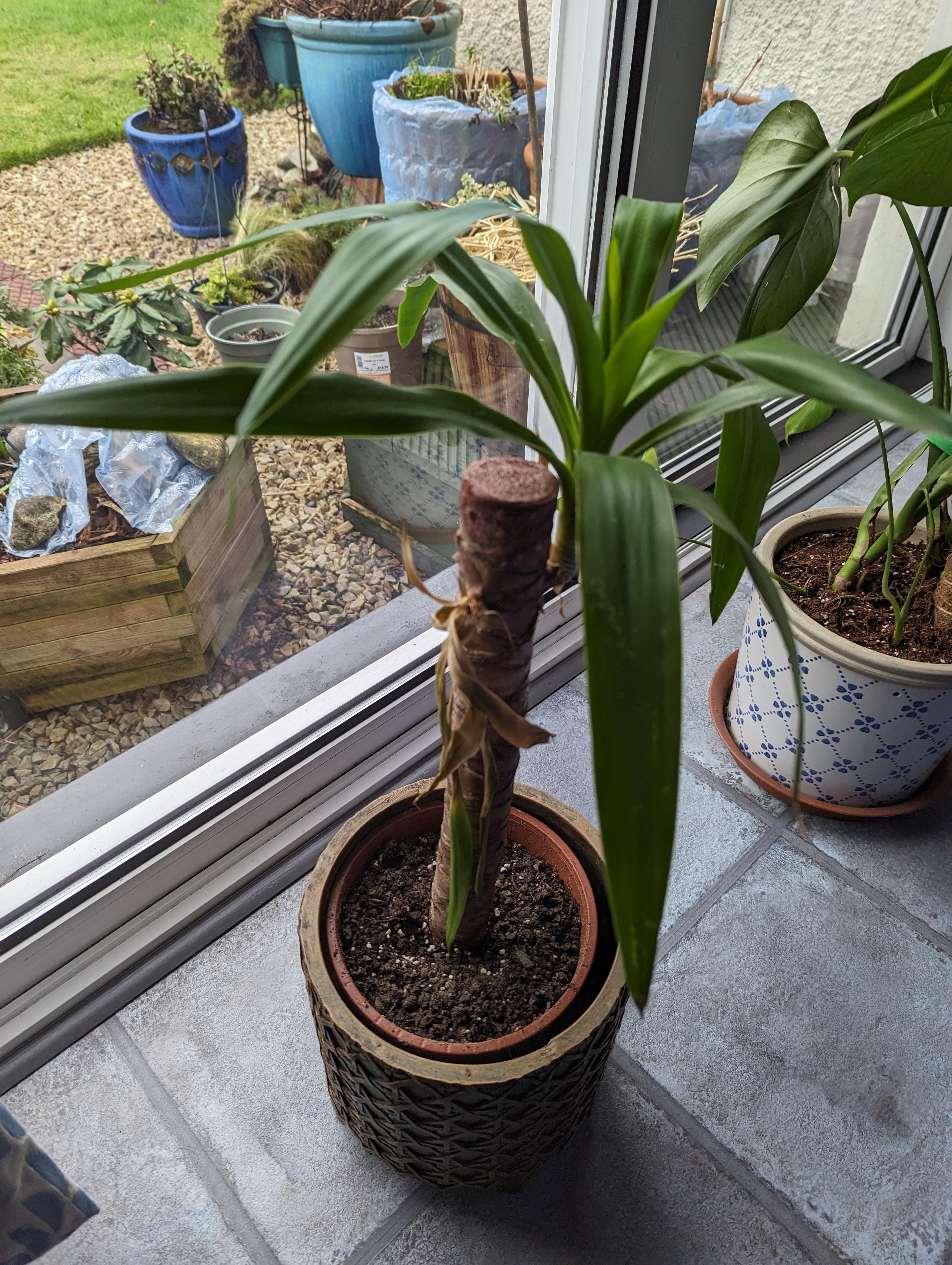 why is half of my yucca suffering? r/plantclinic