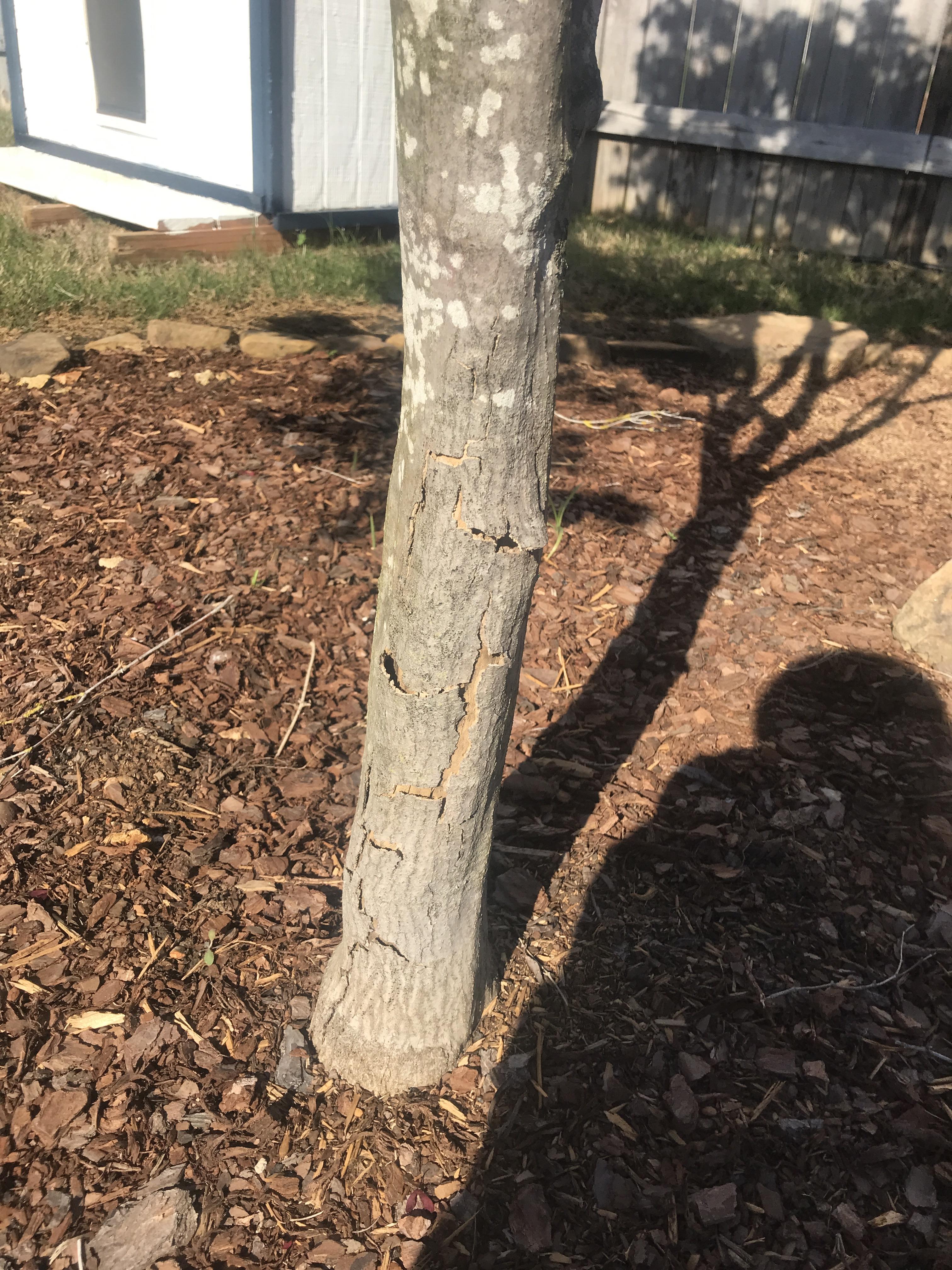 Bloodgood Japanese Maple bark is peeling. Planted 1 year ago. Leaves