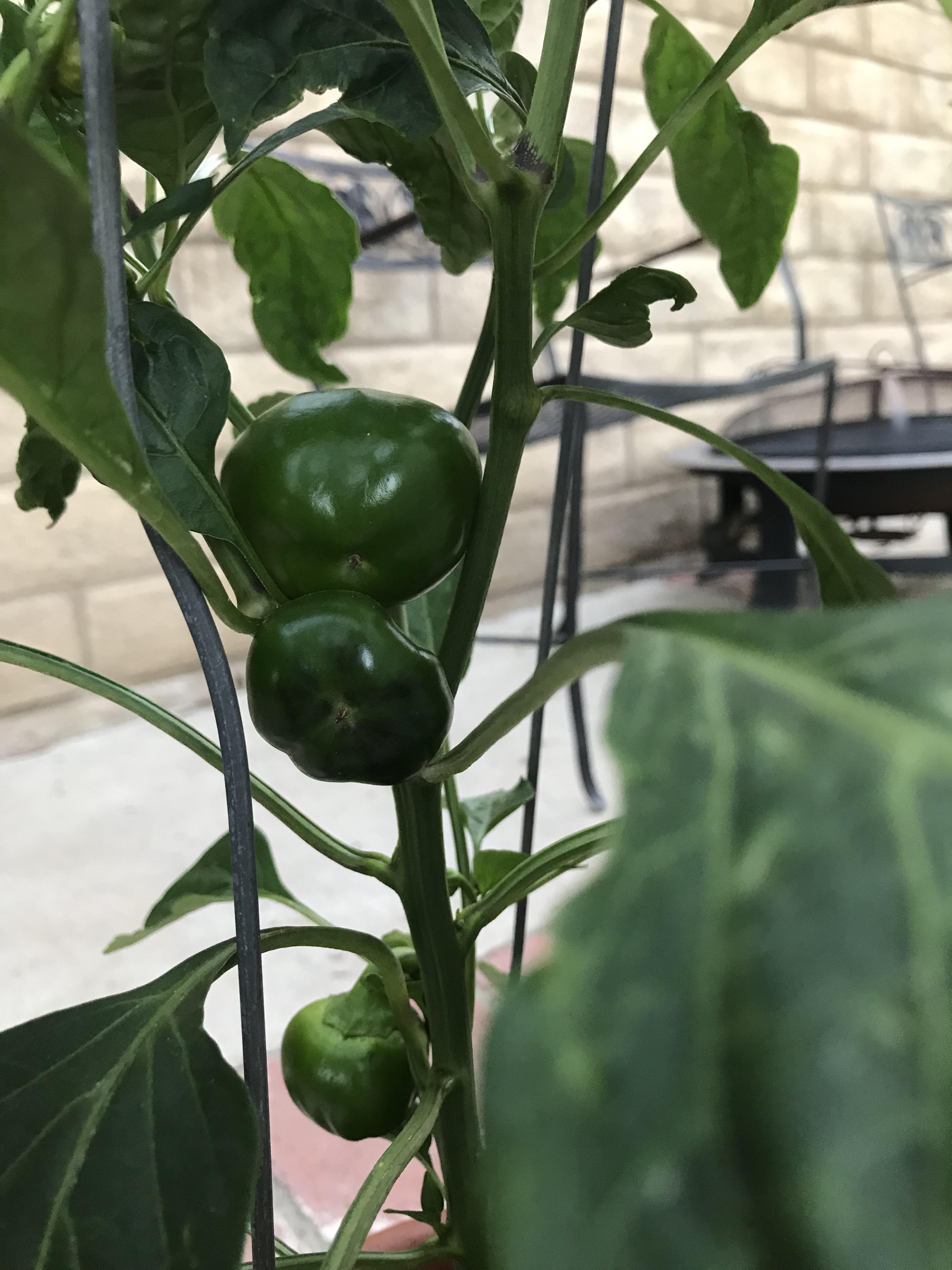 Any idea why my peppers might have stopped growing. Top pepper grew