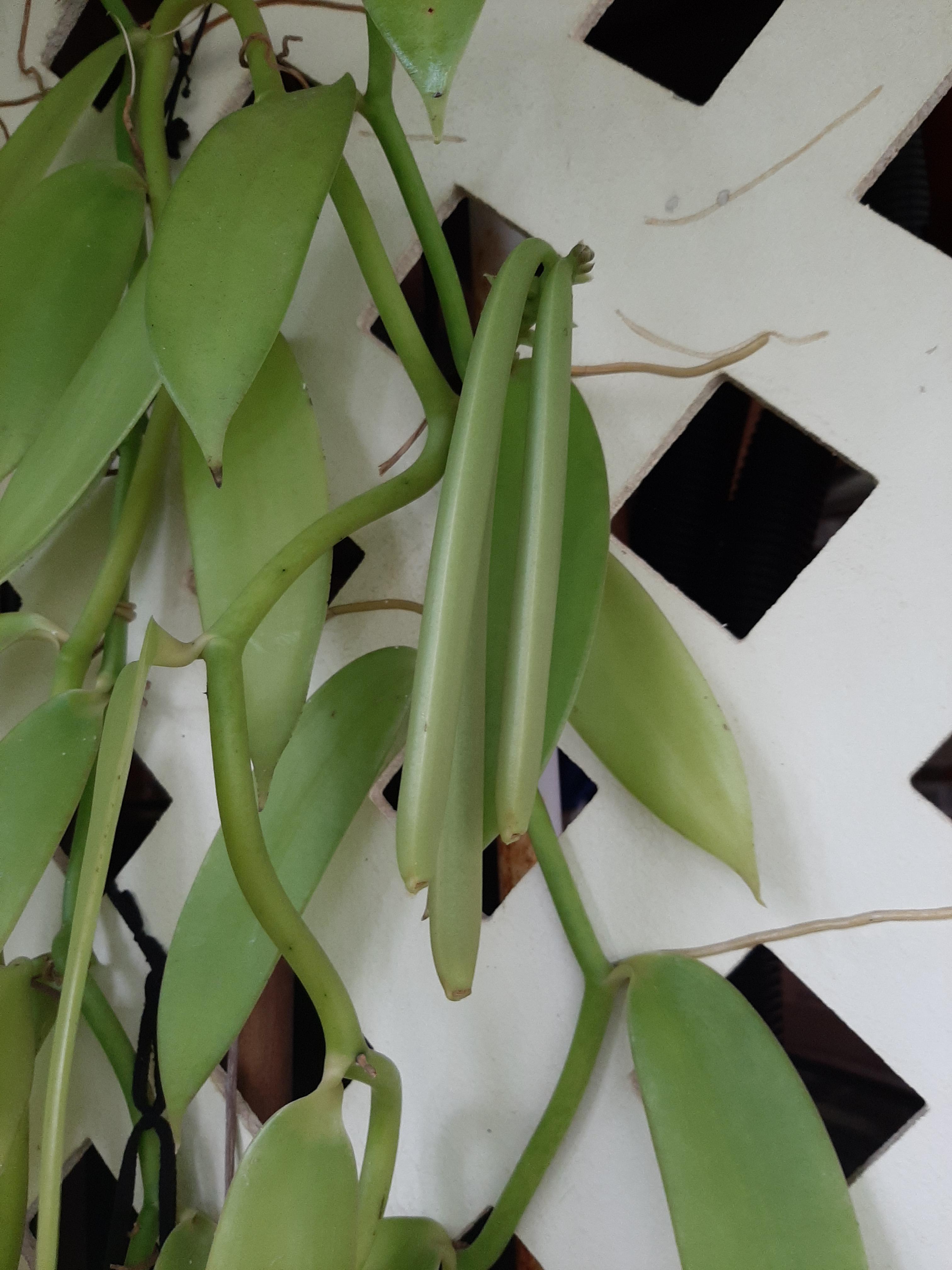 My Vanilla beans 7 months along. Still not ripening. r/orchids