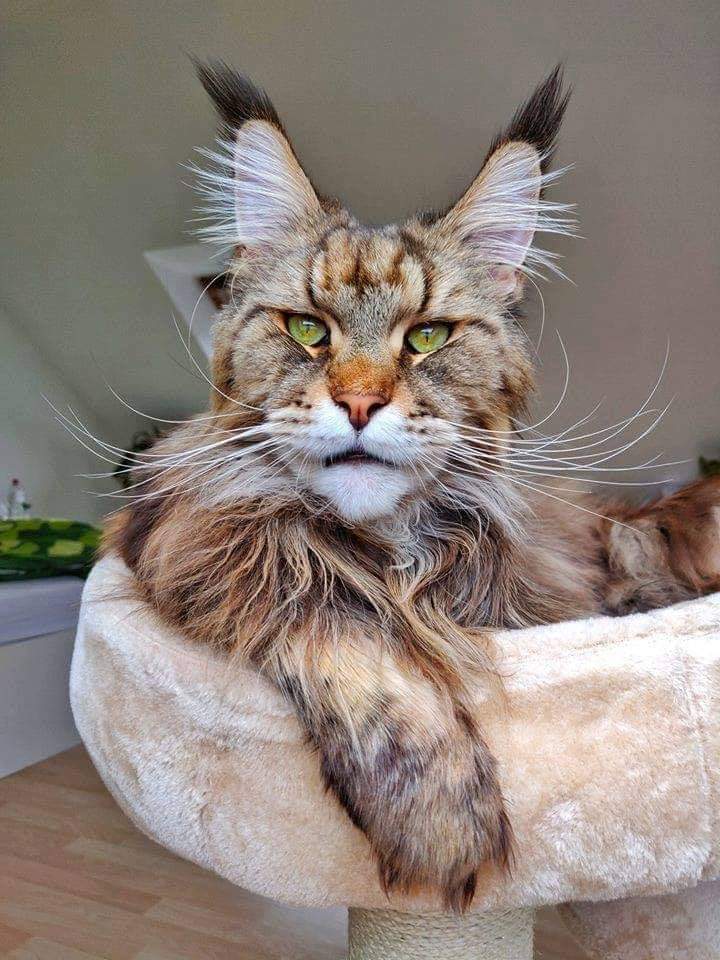 PsBattle Maine Coon cat