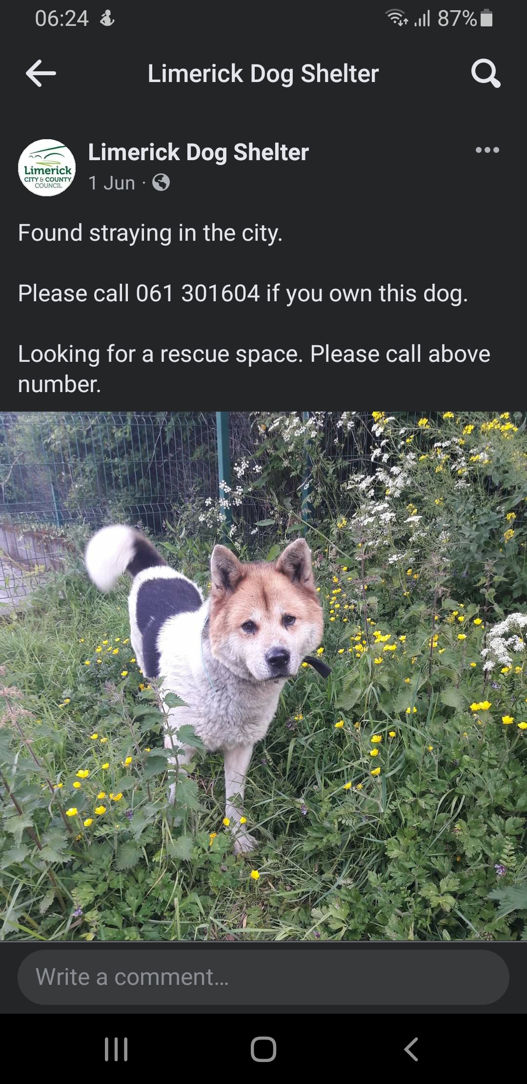 Akita mix for rehoming, Limerick Dog Shelter, Ireland akita