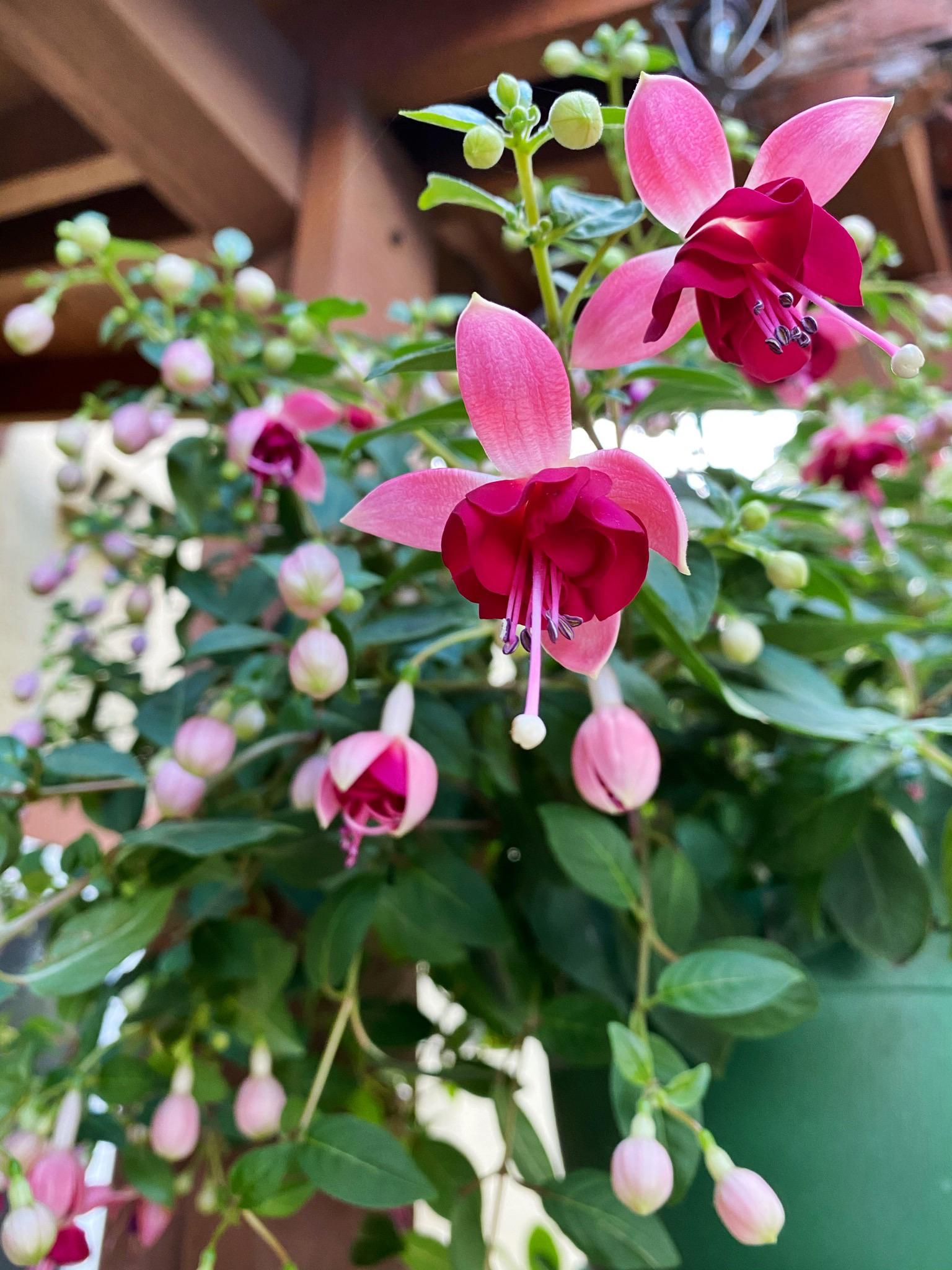 If we’re posting fuchsias...My mom’s is blooming like crazy! r/gardening
