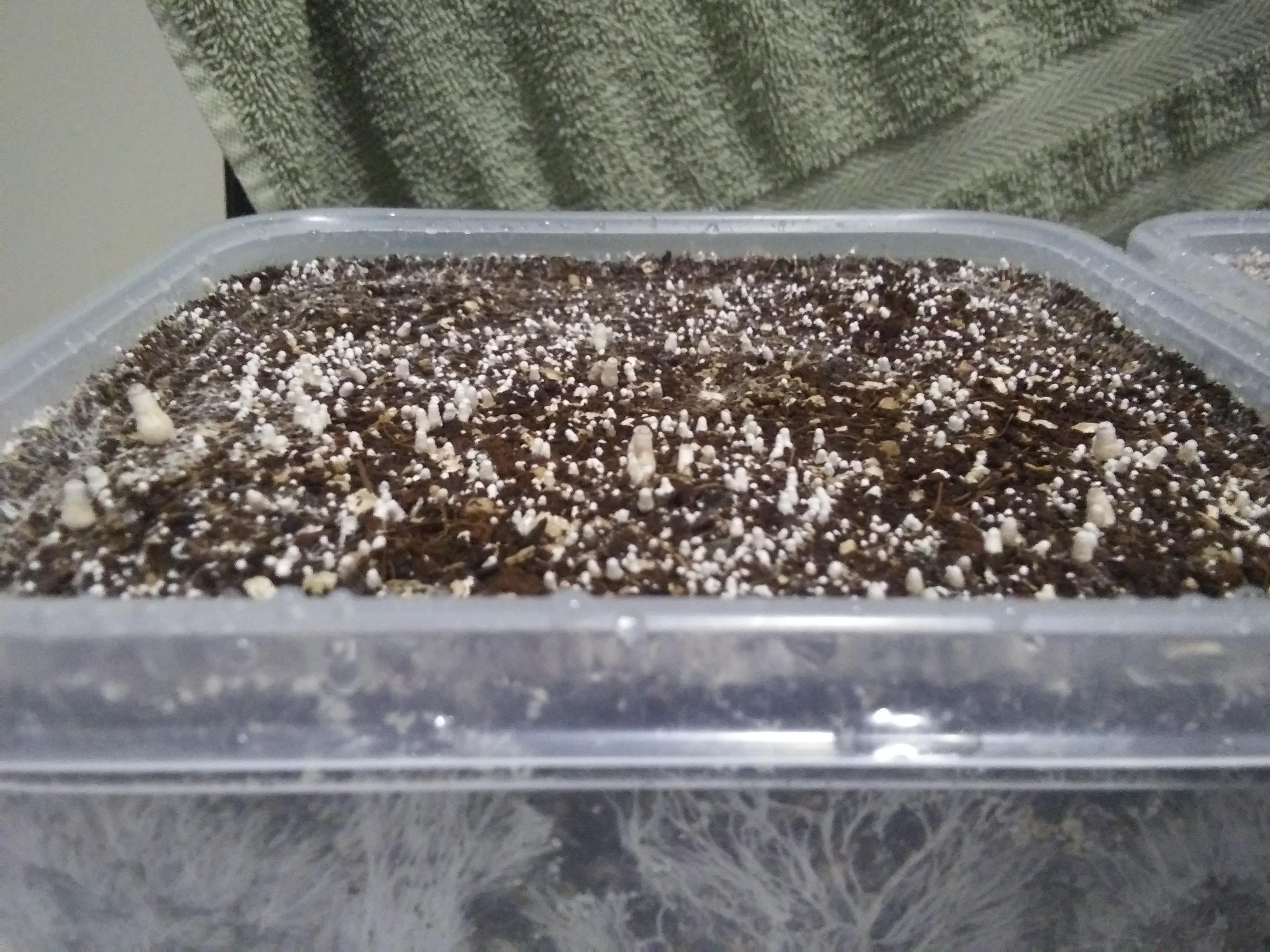 Unmodified Fruiting Chamber tek "pin city" r/shrooms