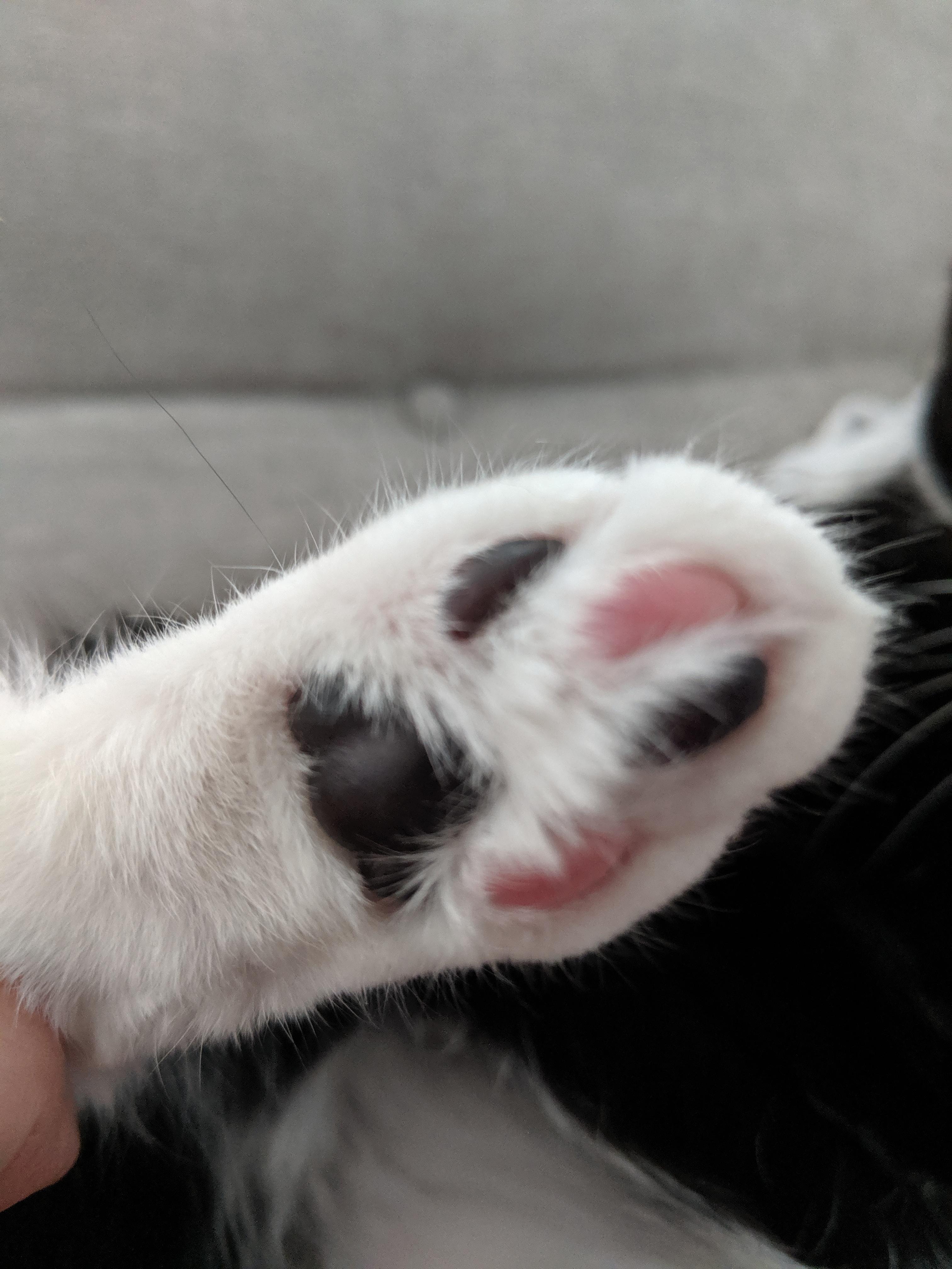 My cat has black and pink paws r/mildlyinteresting