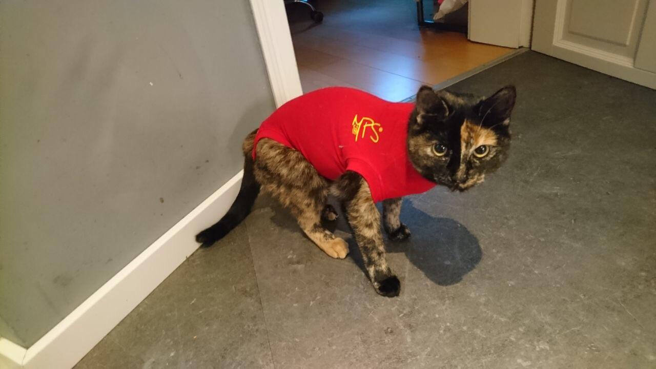 Our cat had surgery and has to wear a sweater for a couple of days. As