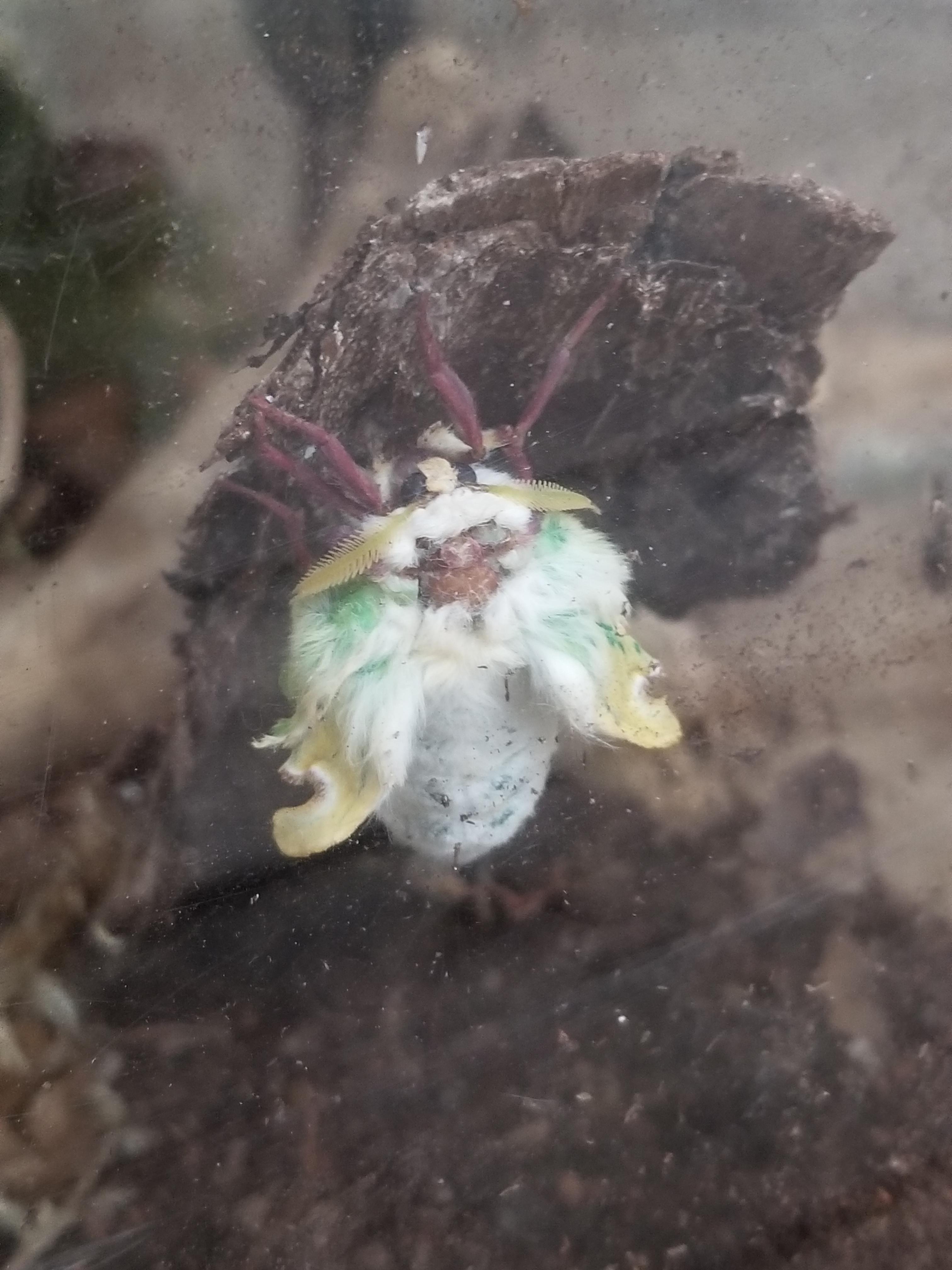 My dad dug up a cicada in his garden a few months back, and I decided