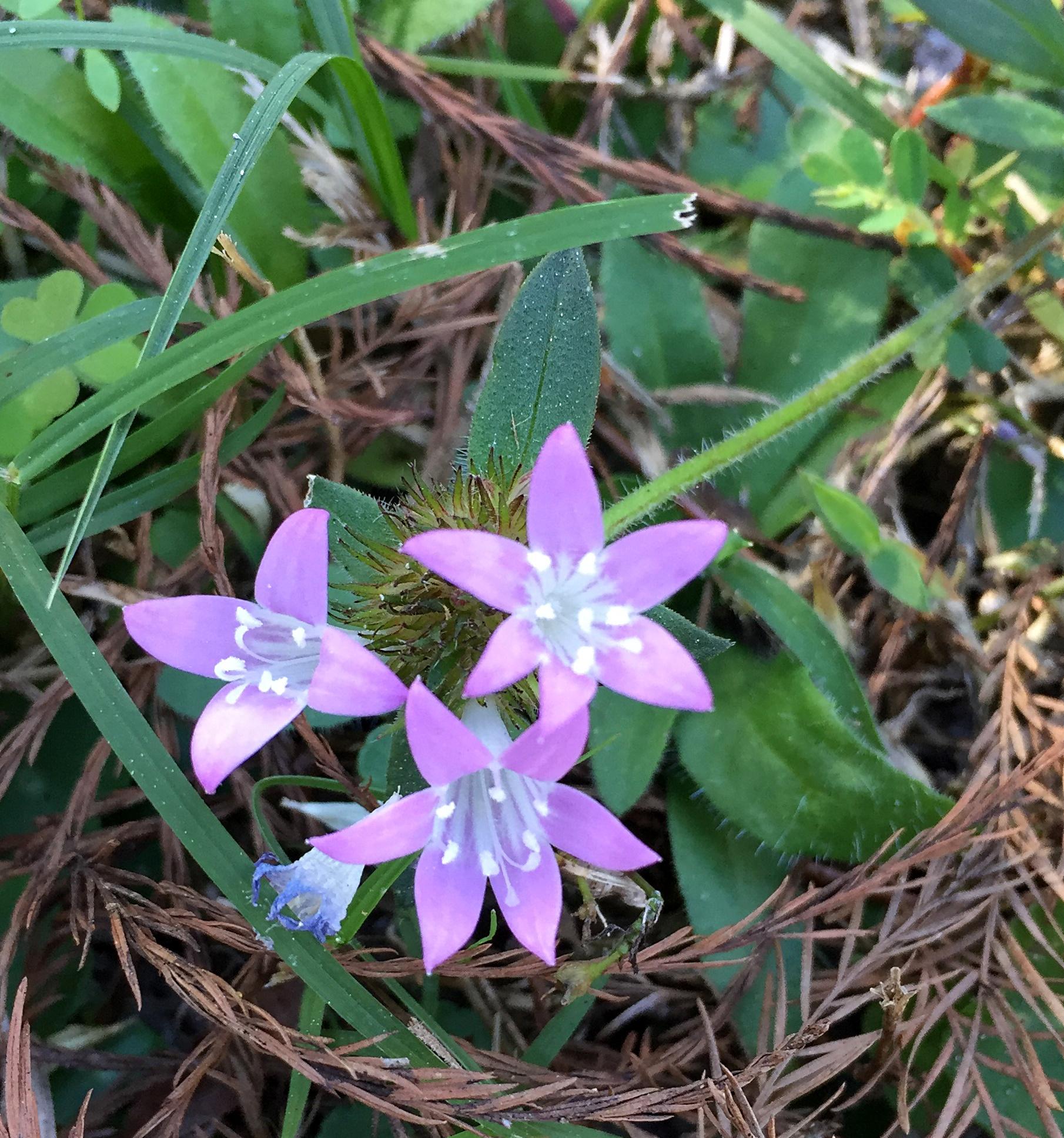 Tiny wild purple flowers, TampaFlorida 9b r/whatsthisplant