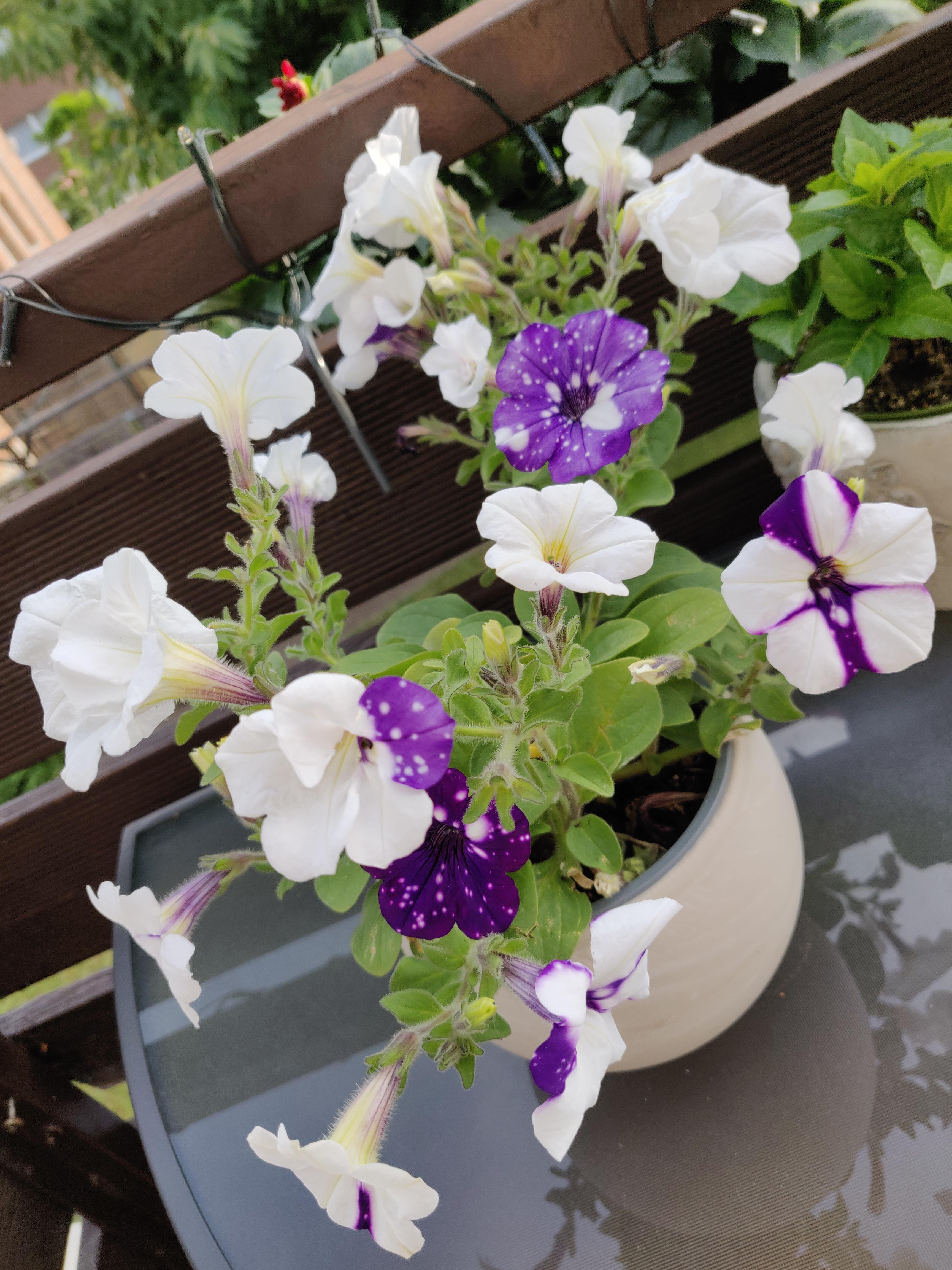 Why is my night sky petunia turning all white? r/gardening