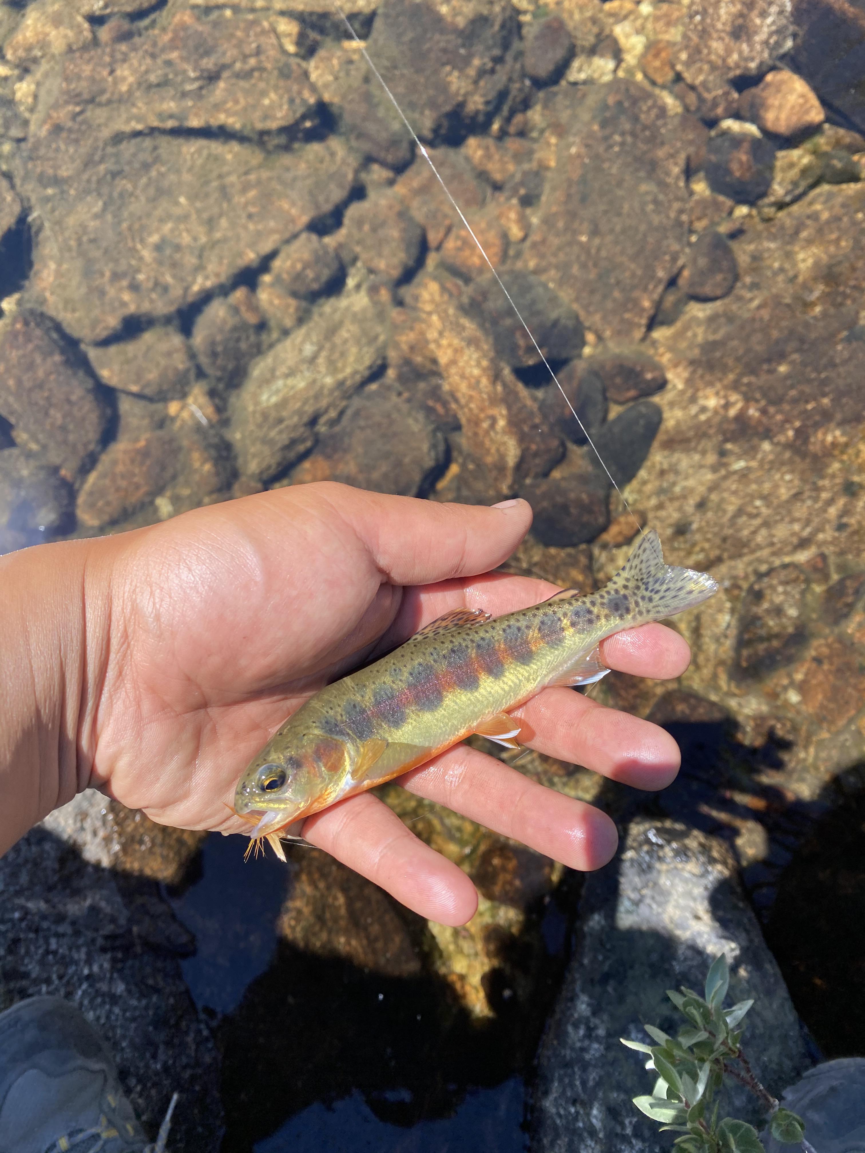 My first fish on the fly. Golden Trout in the John Muir Wilderness r/flyfishing