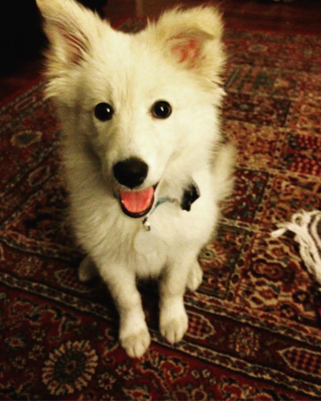 Border Collie Pomeranian Mix petfinder