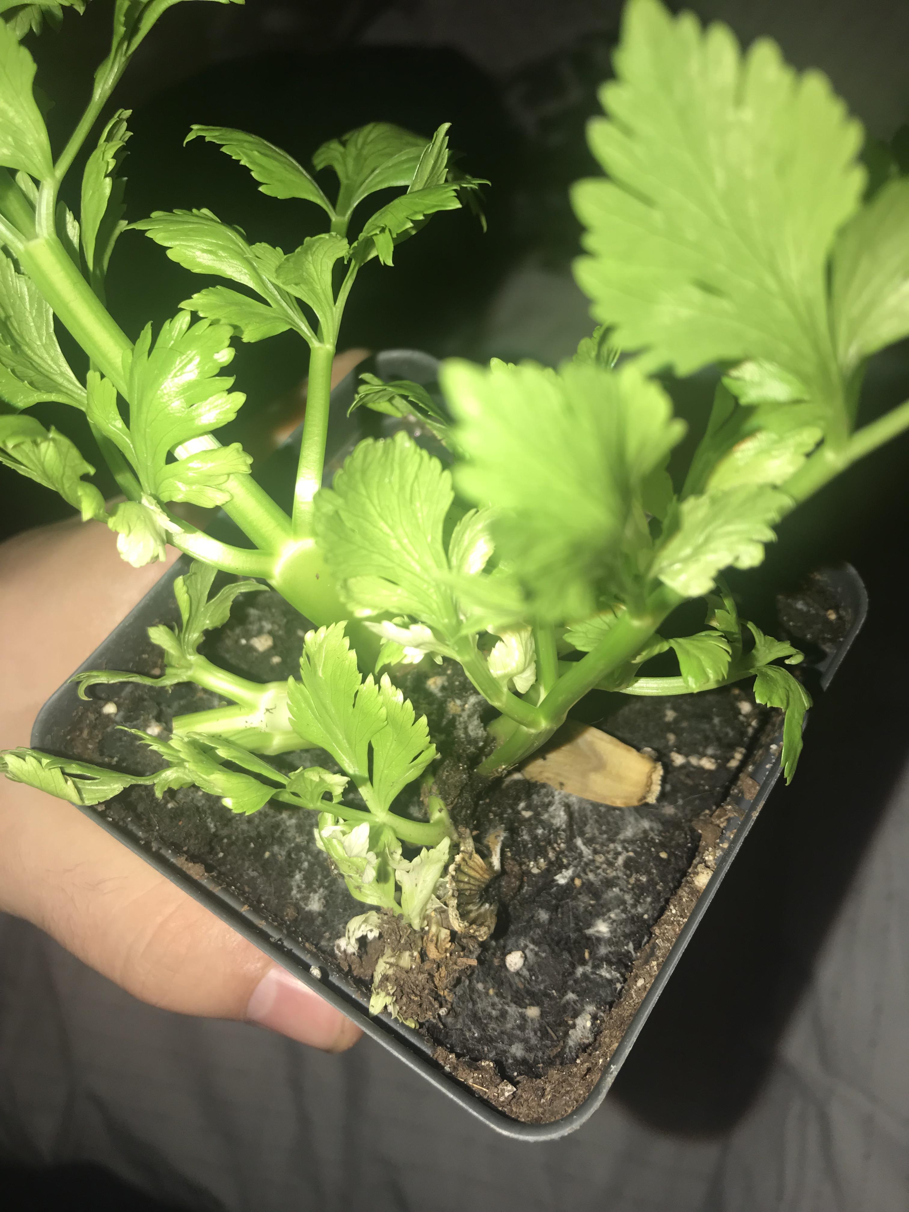 What is this white cottonlike stuff growing on top of the dirt in my