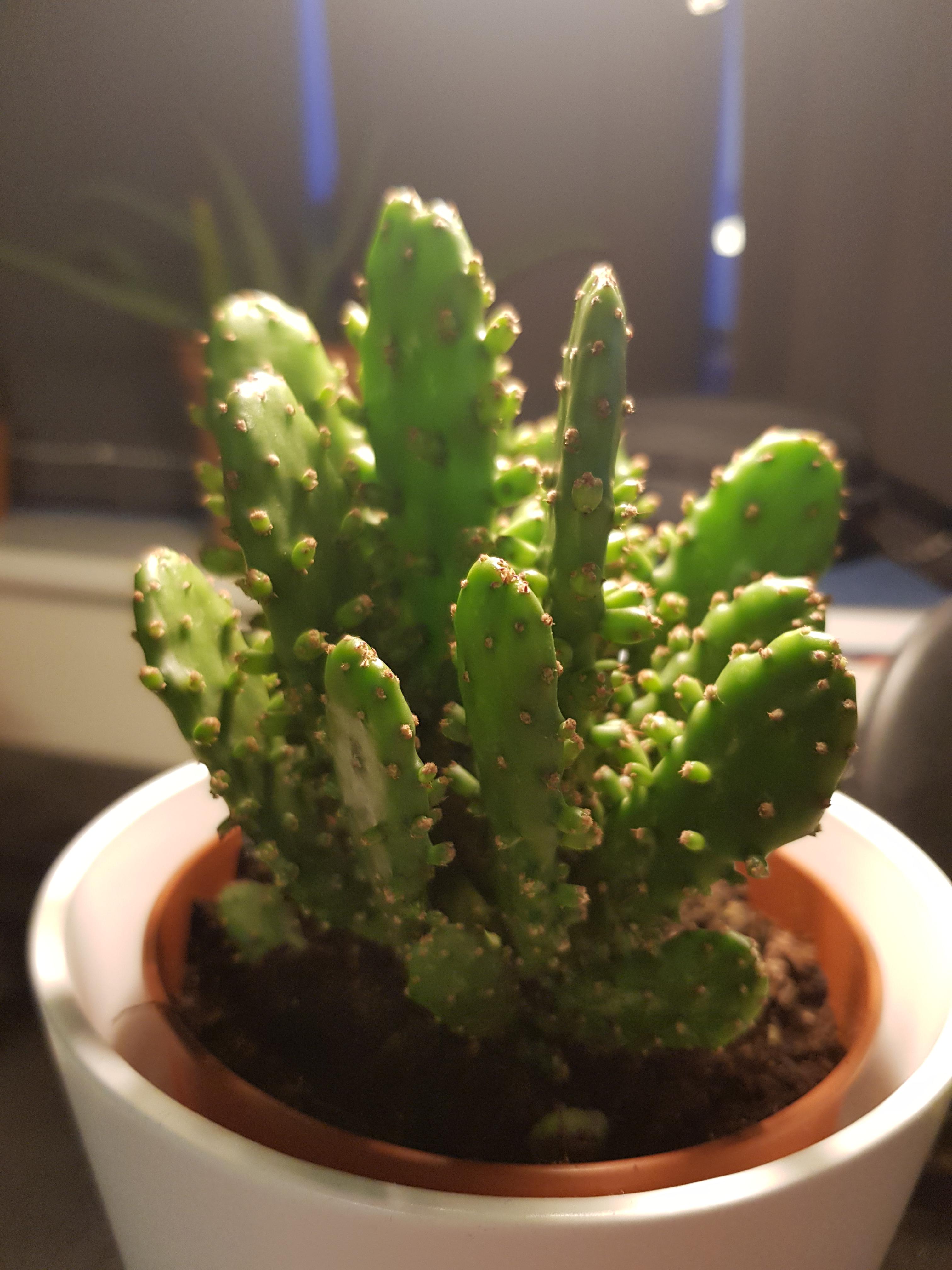 Looking for identification of this cactus. Looks a little