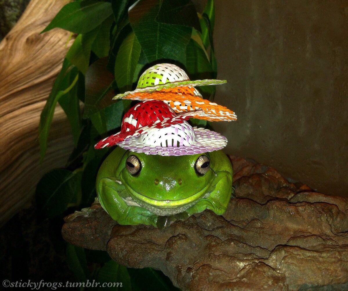 My boyfriend sends me frogs in hats when I’m sad , here’s my favourite