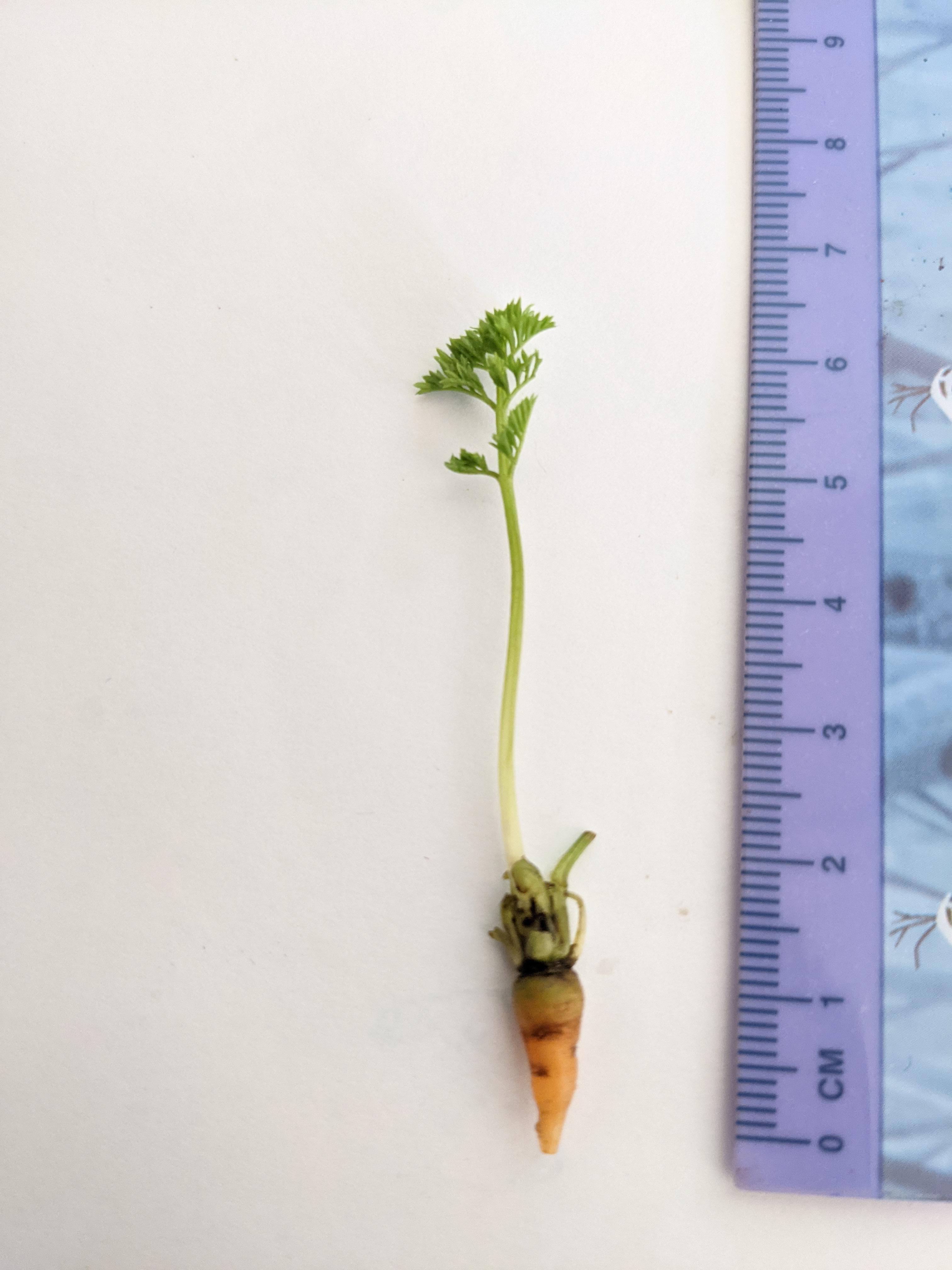 Carrot growing season was productive! r/UKGardening