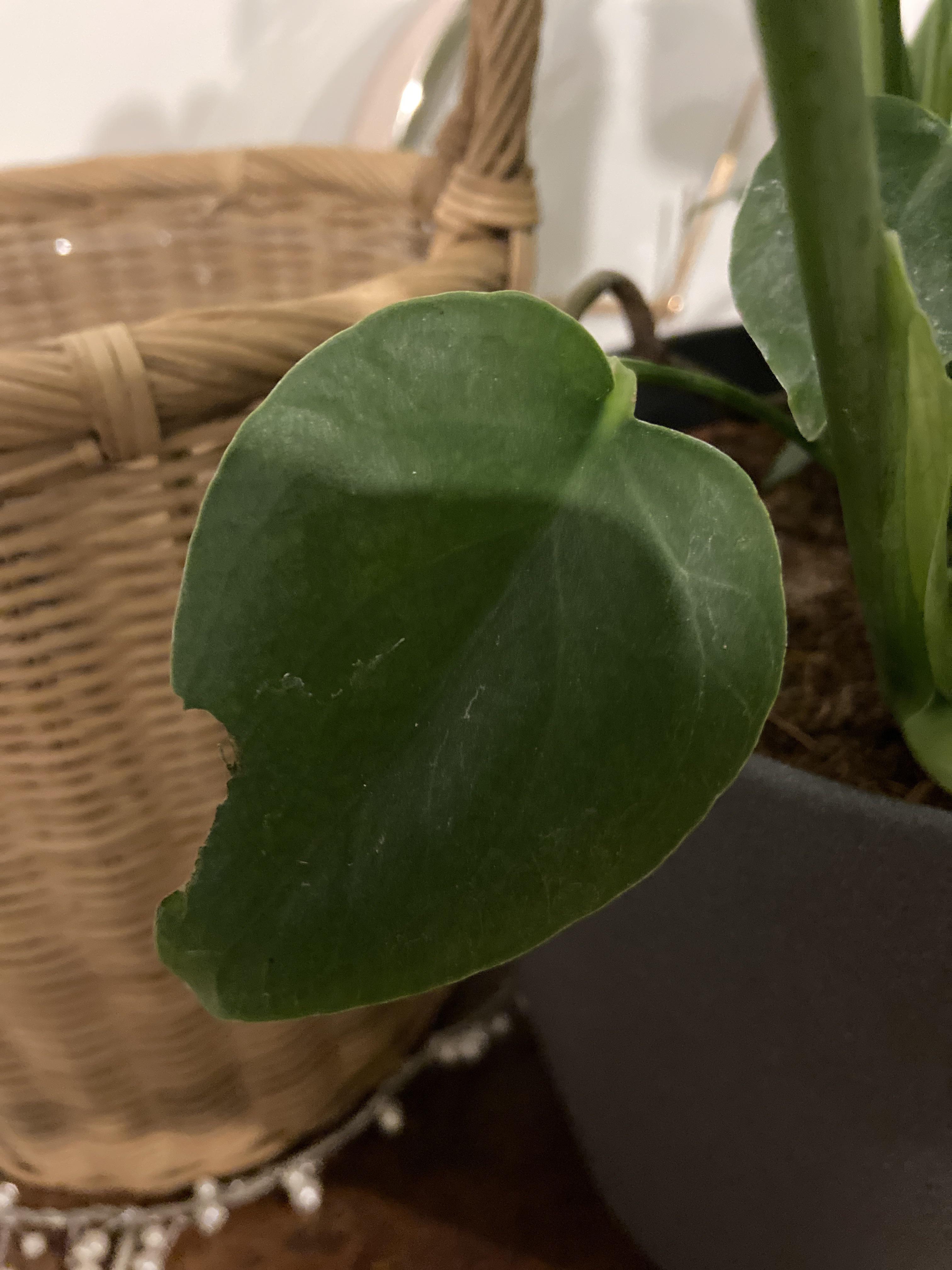 POISONOUS PLANT EATEN!! my bunny ate this much of the Monstera adasonii