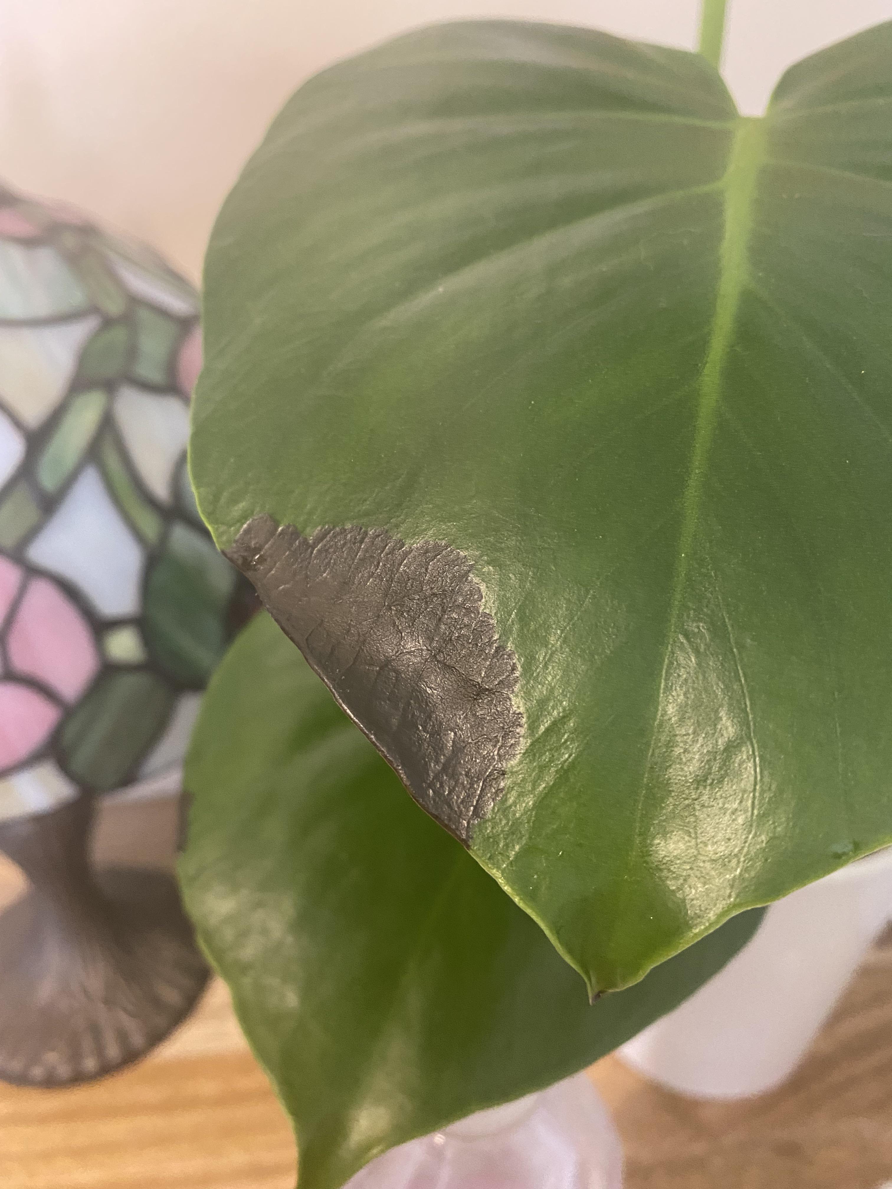 What’s wrong with my monstera leaf?? r/plantclinic