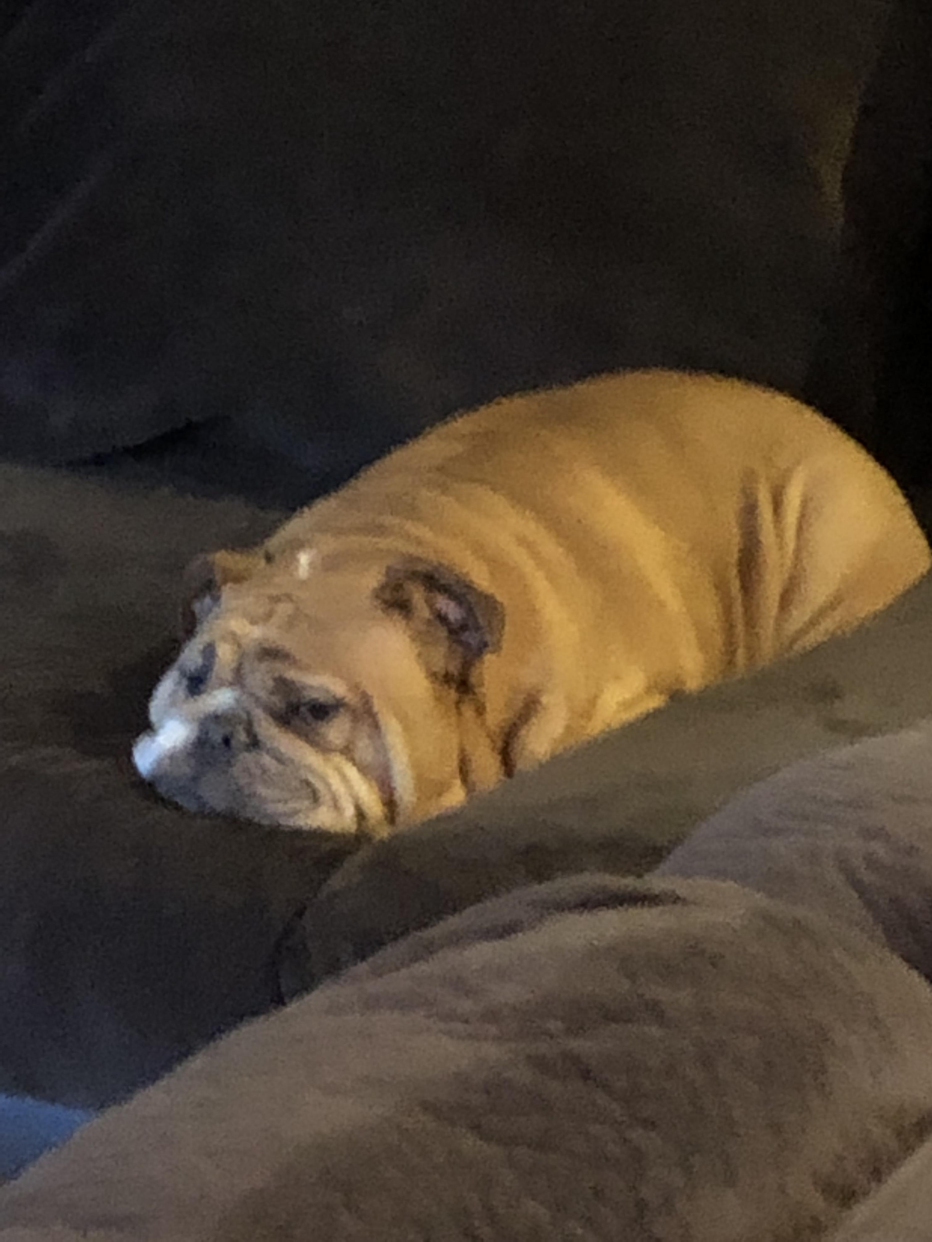 hi this is my chonky dog... he’s pretty cool,, he looks