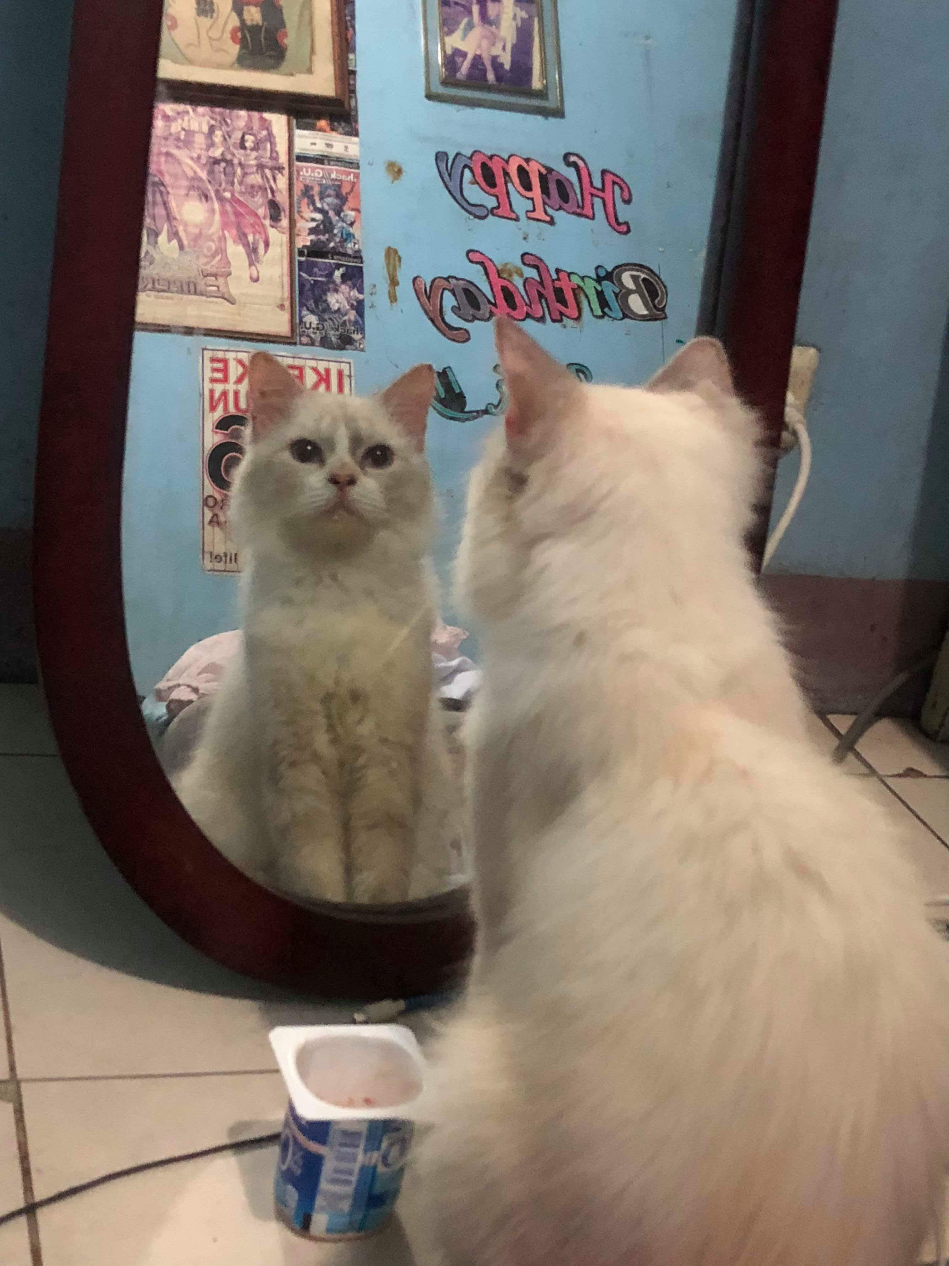 Mirror, mirror on the wall, who is the fairest of them all? 😻 funny
