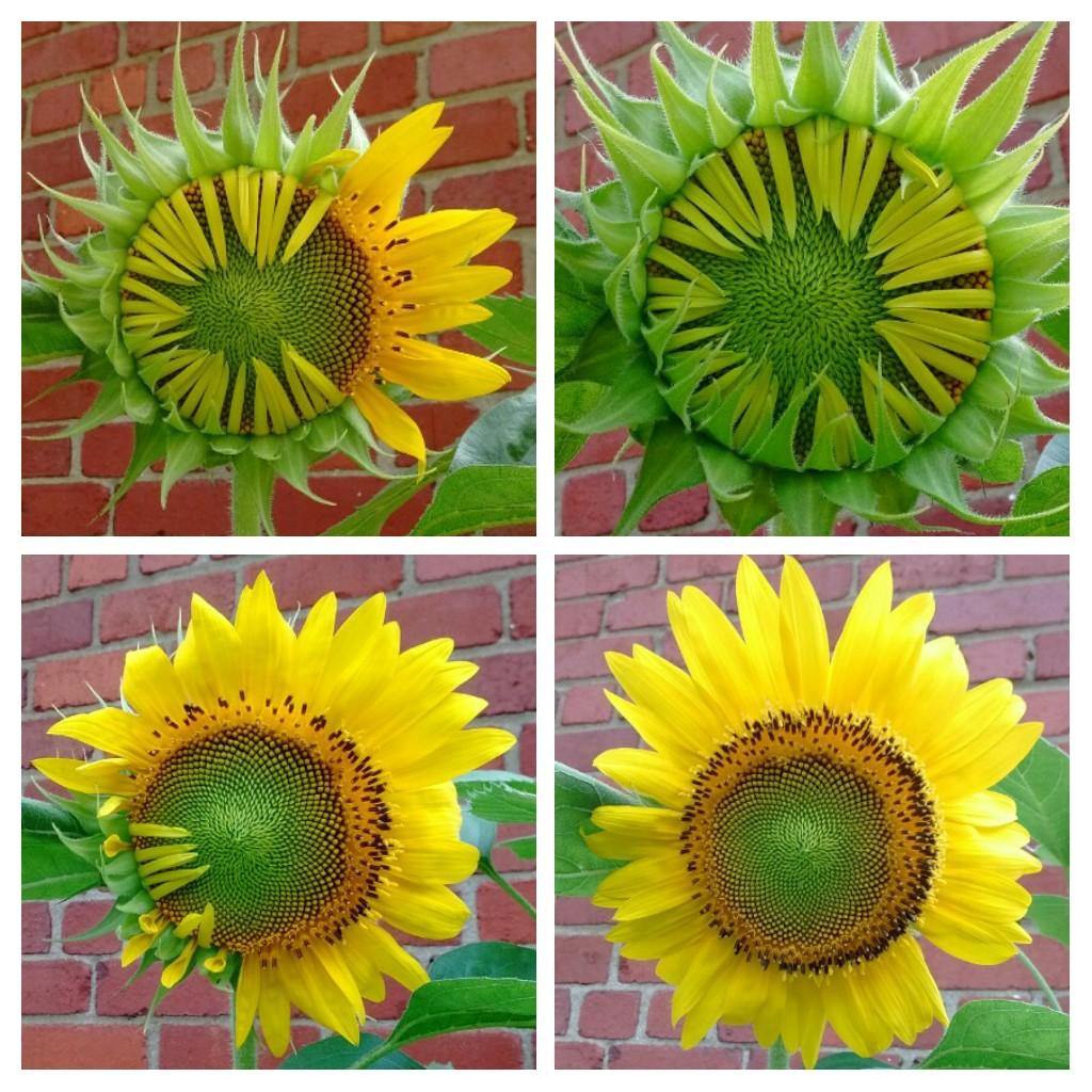 My sunflower blooming gradually over the past 4 days r/gardening
