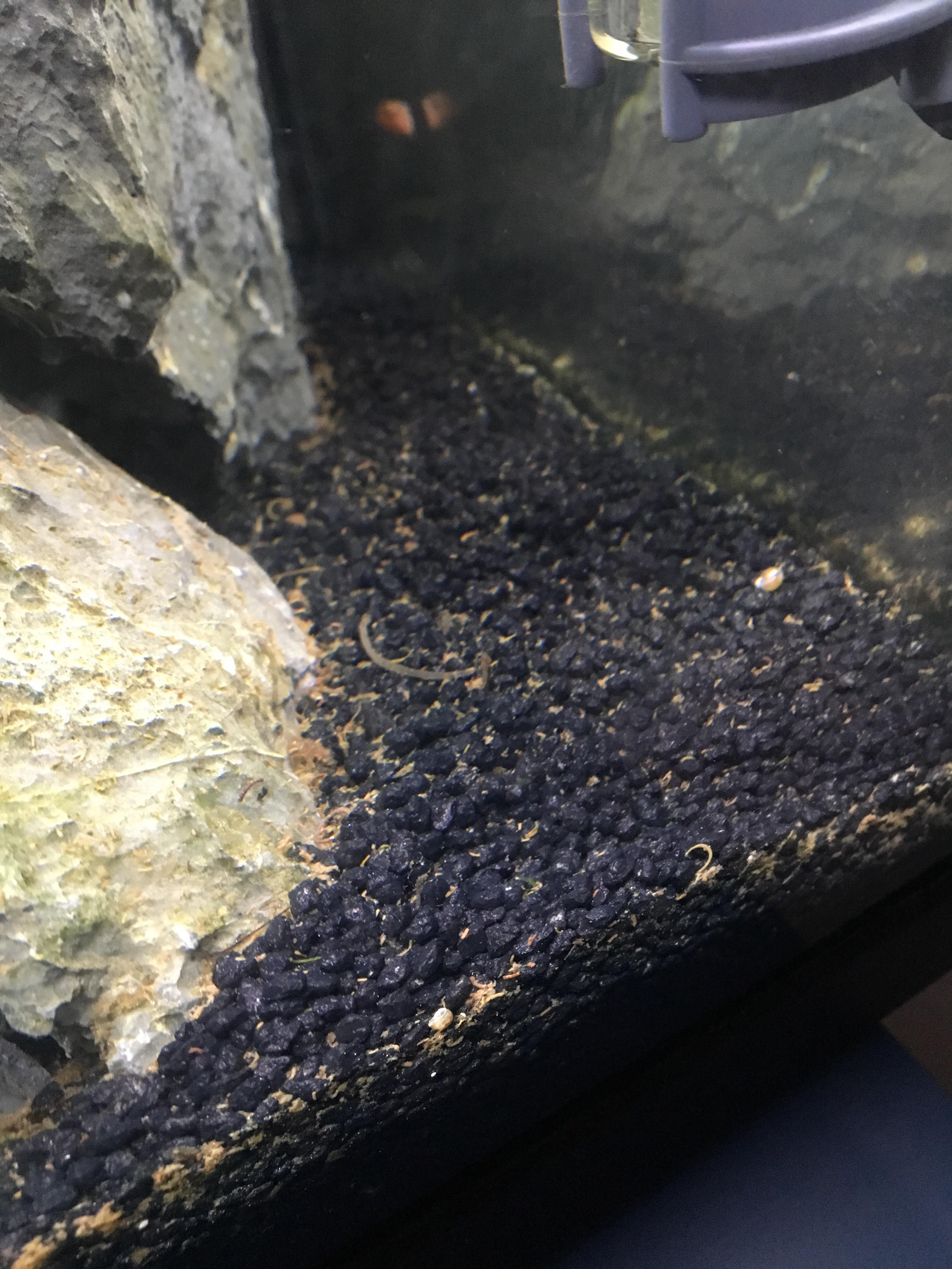 Why is my substrate always so dirty?? r/Aquariums