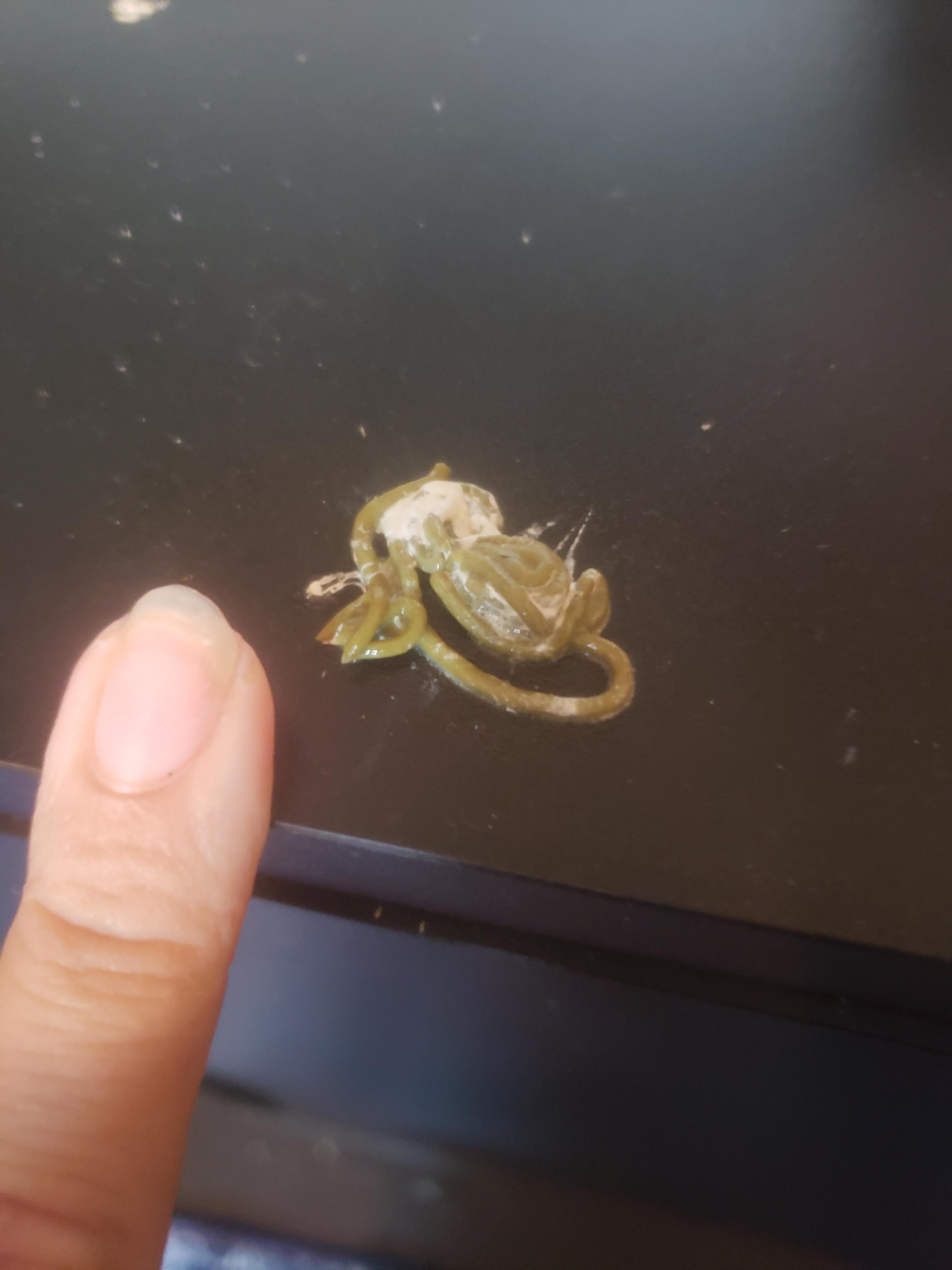 Why has my cockatiel pooped what seems a very long string of poop? It's