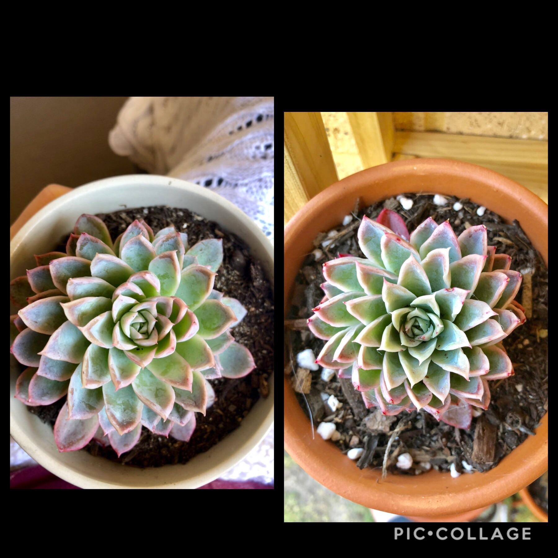 Echeveria Violet Queen 12th August (left) and today (right). Is she
