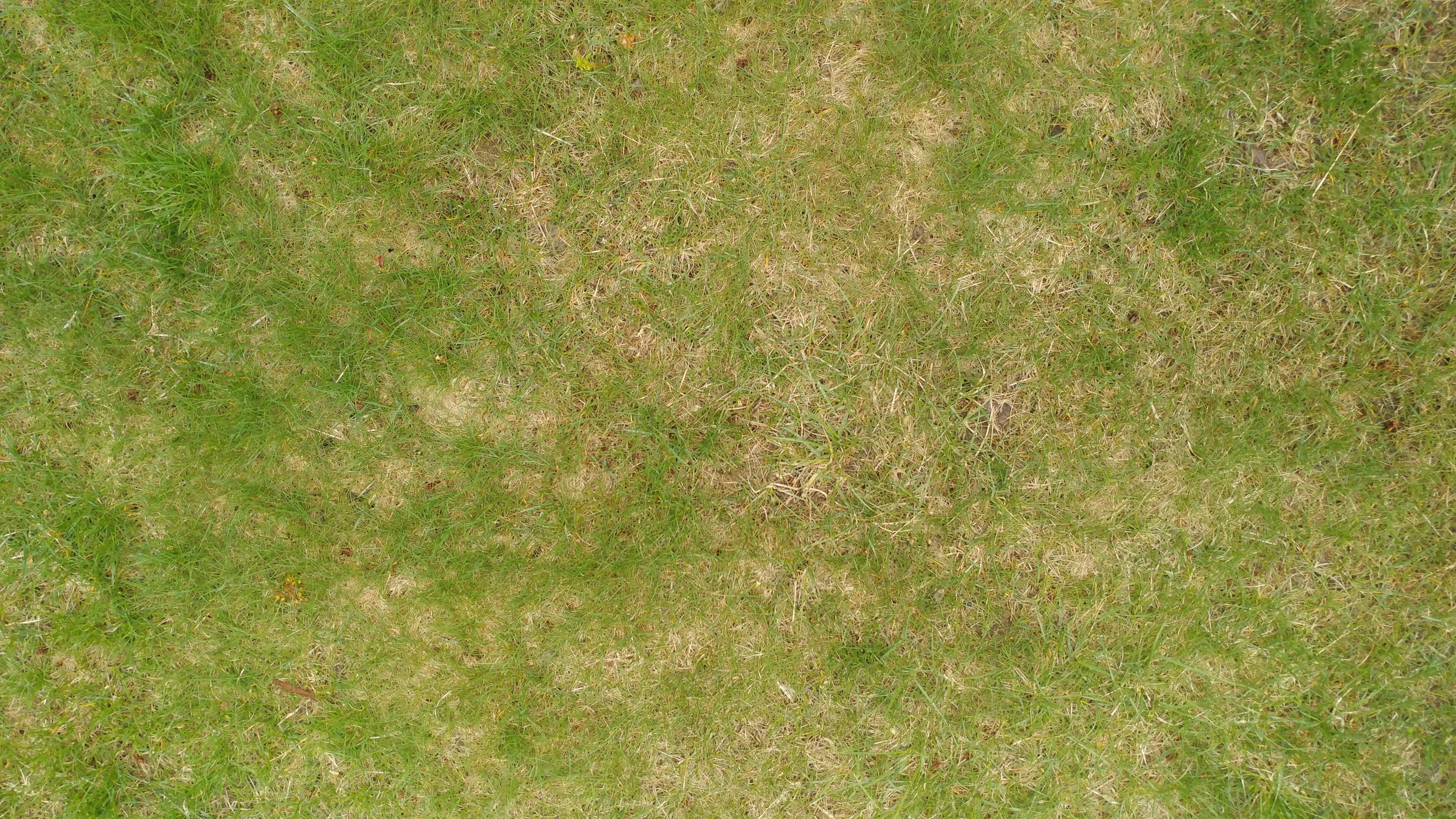 Why is my grass choked out by thatch every spring? I rake out the