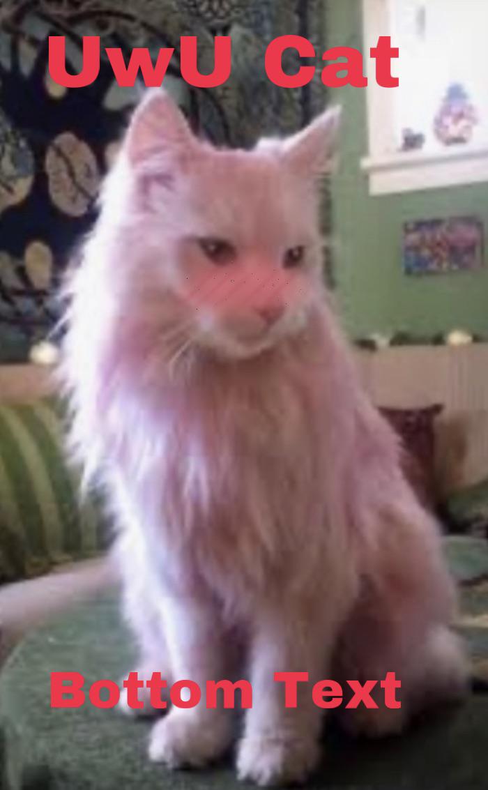 100 Real life Gacha UwU cat!