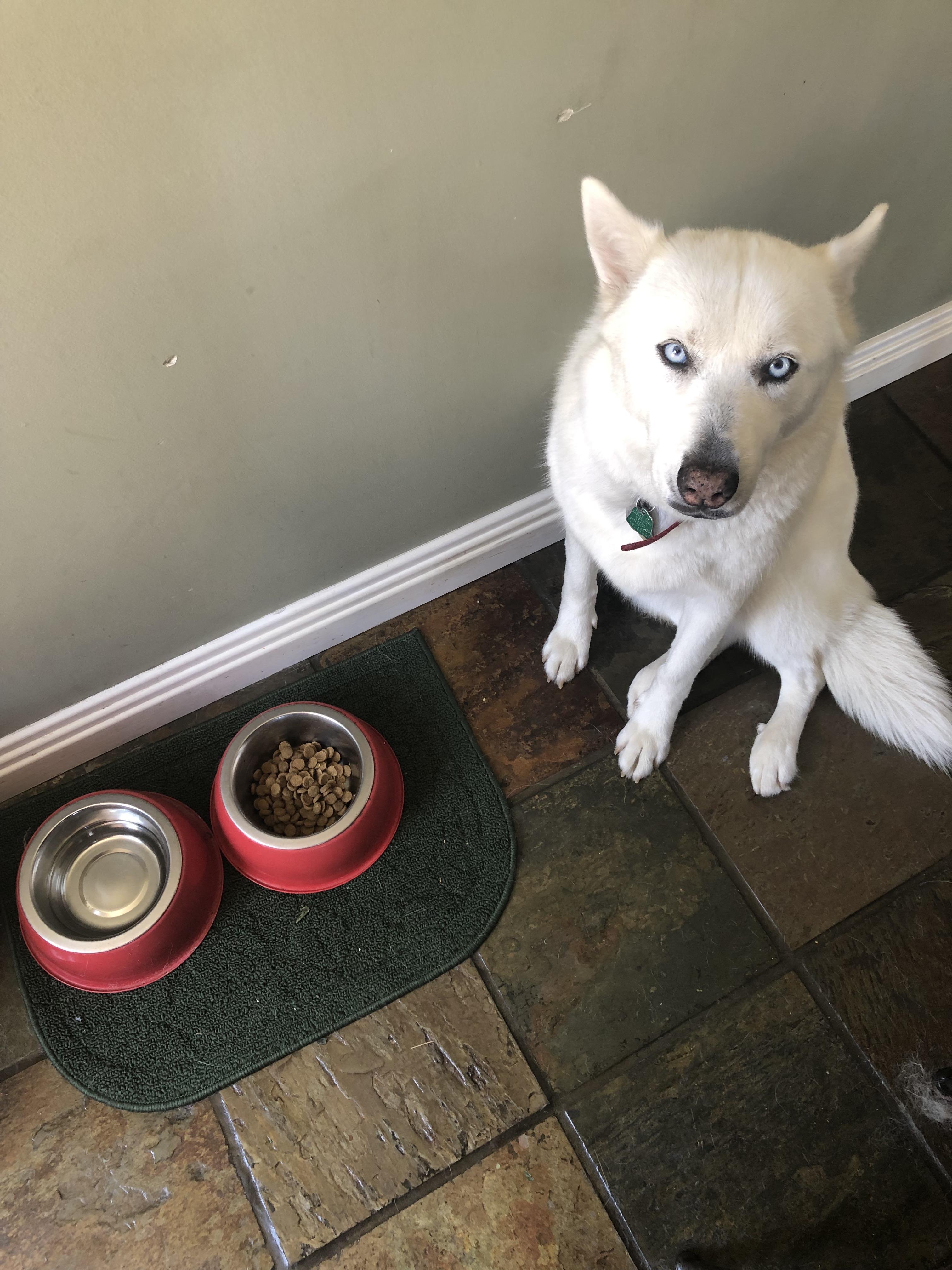 Do dogs save at food bowls? r/thefridgelight