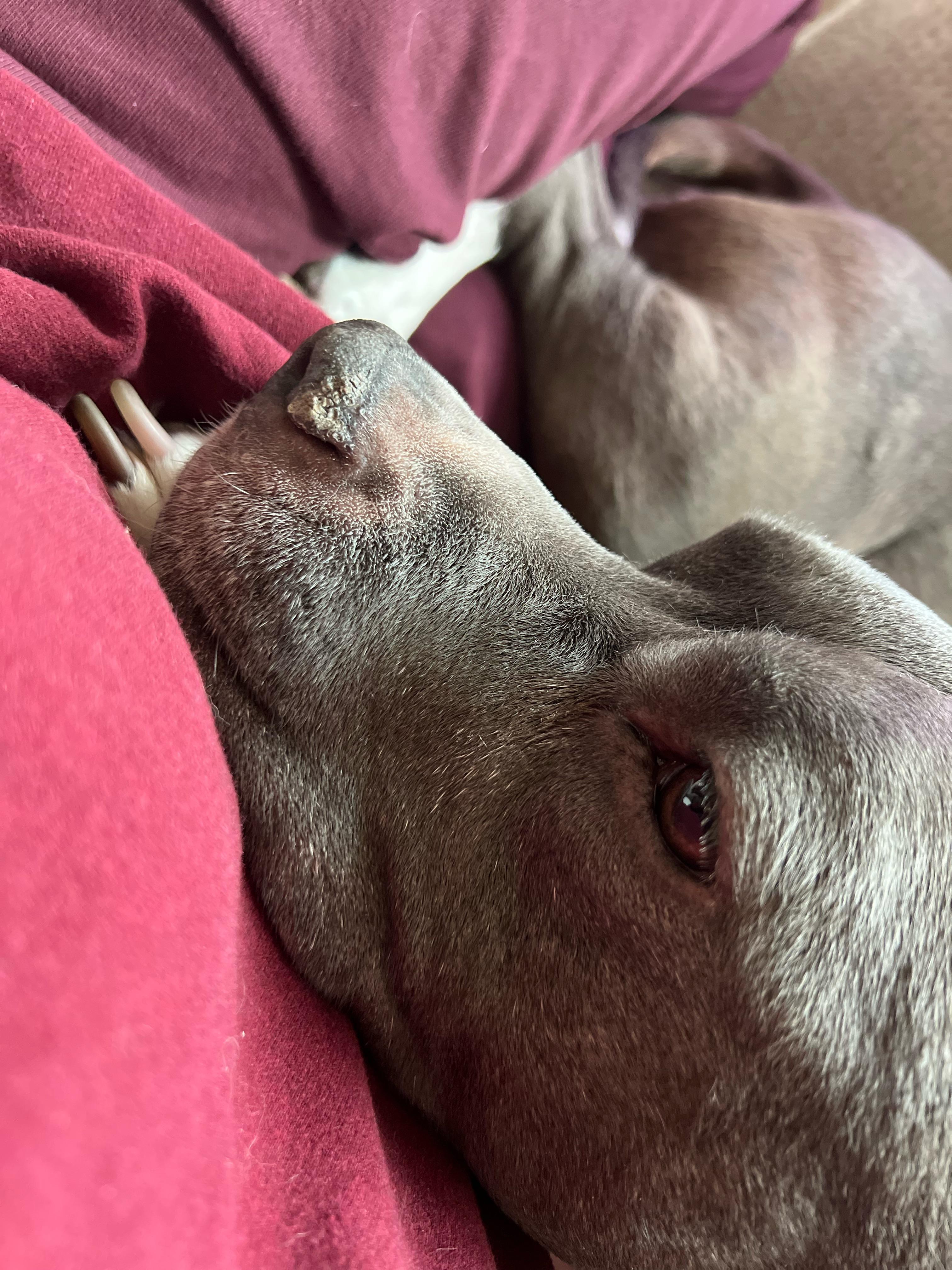 Is Vaseline Good For A Dogs Dry Nose