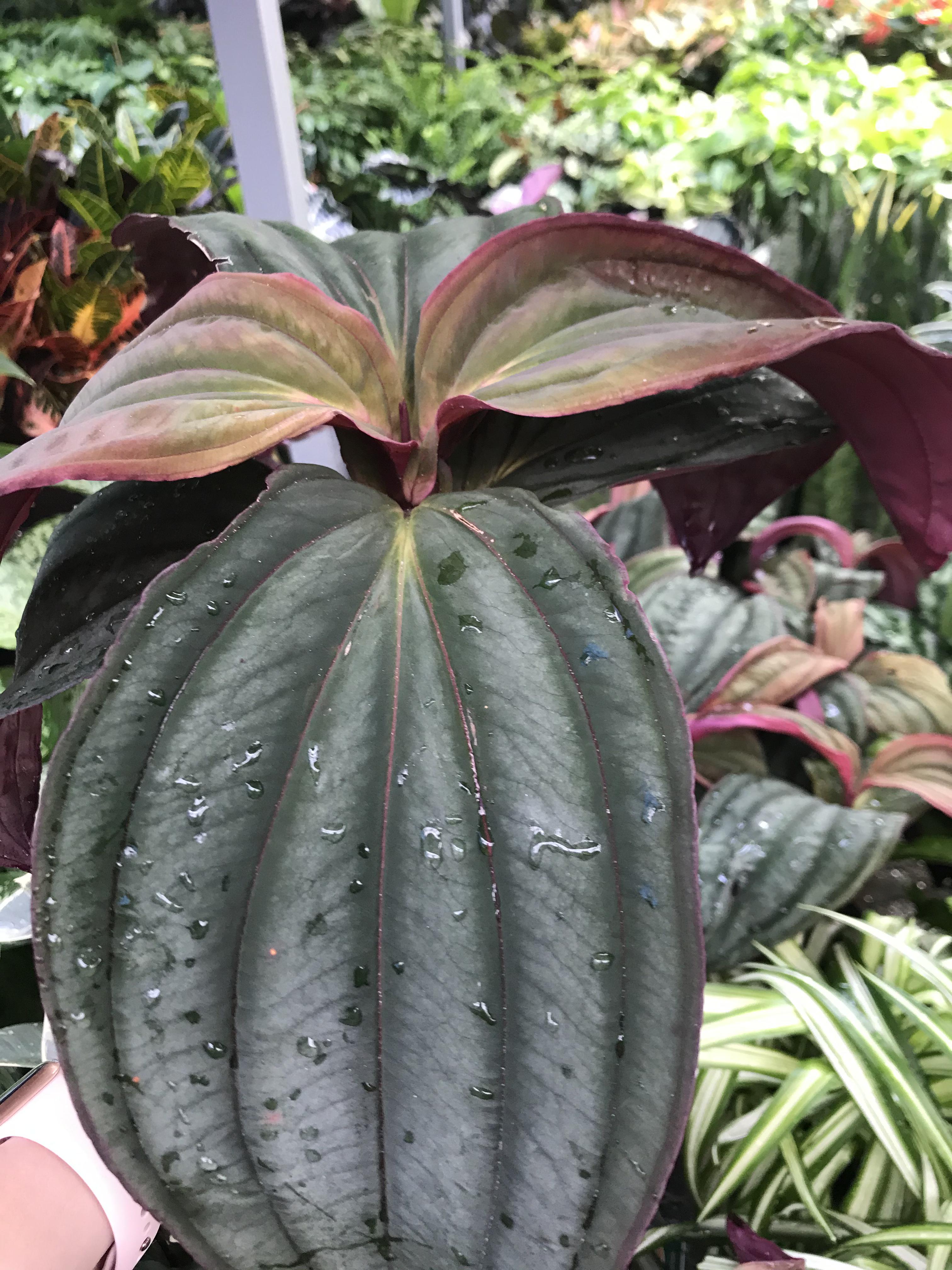 Tag says assorted foliage. What do you guys think it is? plants