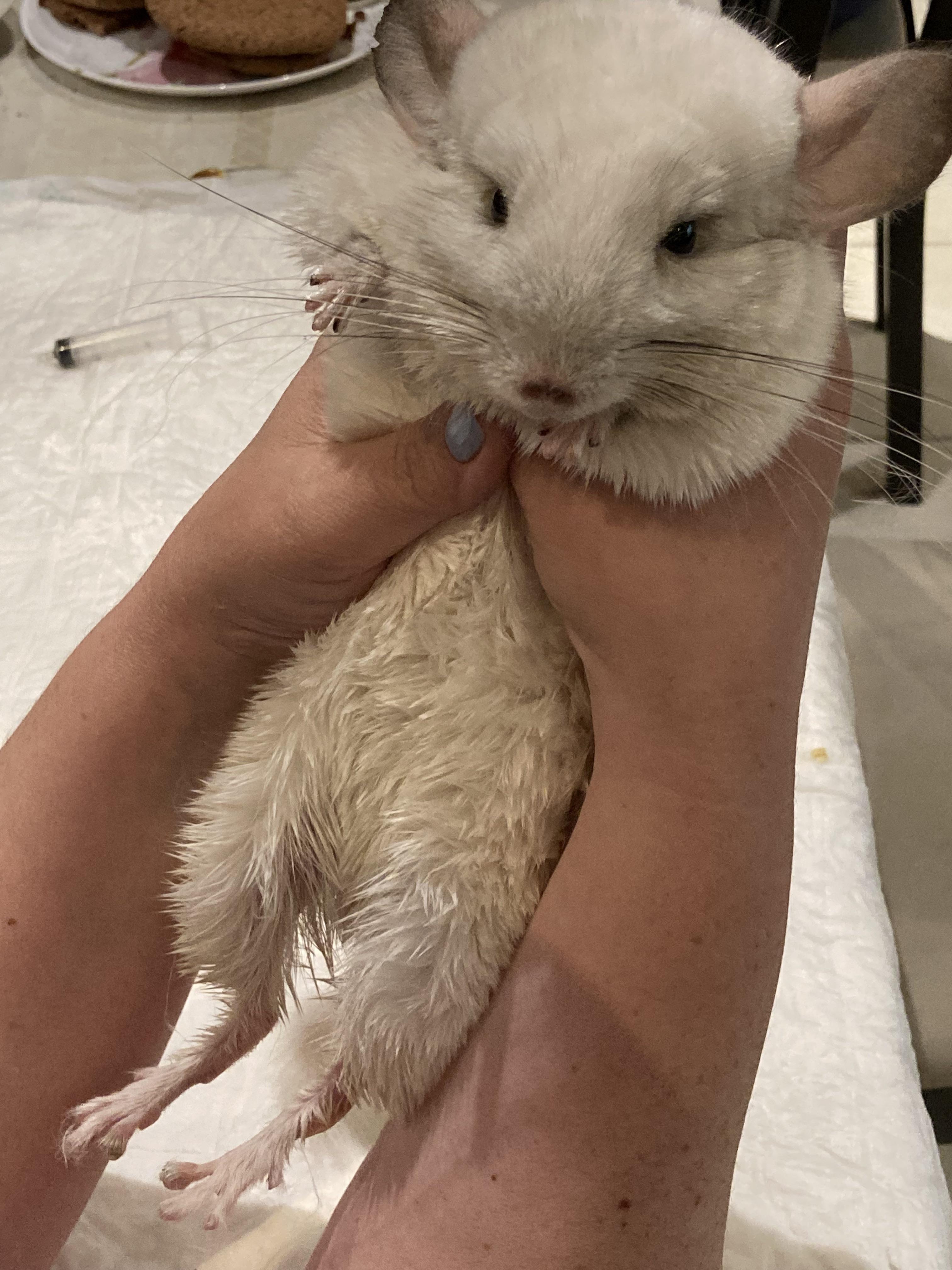 Are Chinchillas Legal Pets In Australia