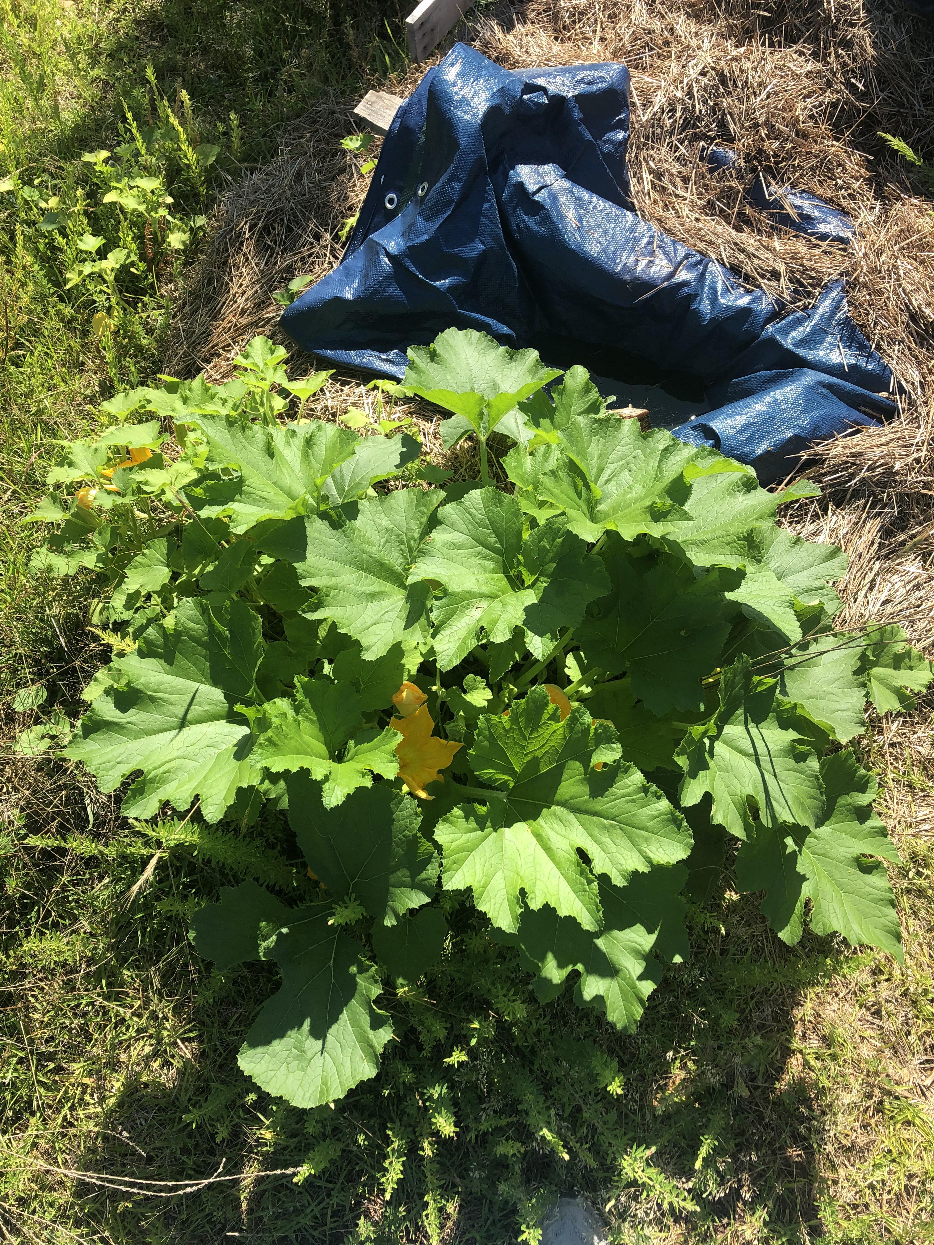 Zucchini plant found near my compost after returning home from a two
