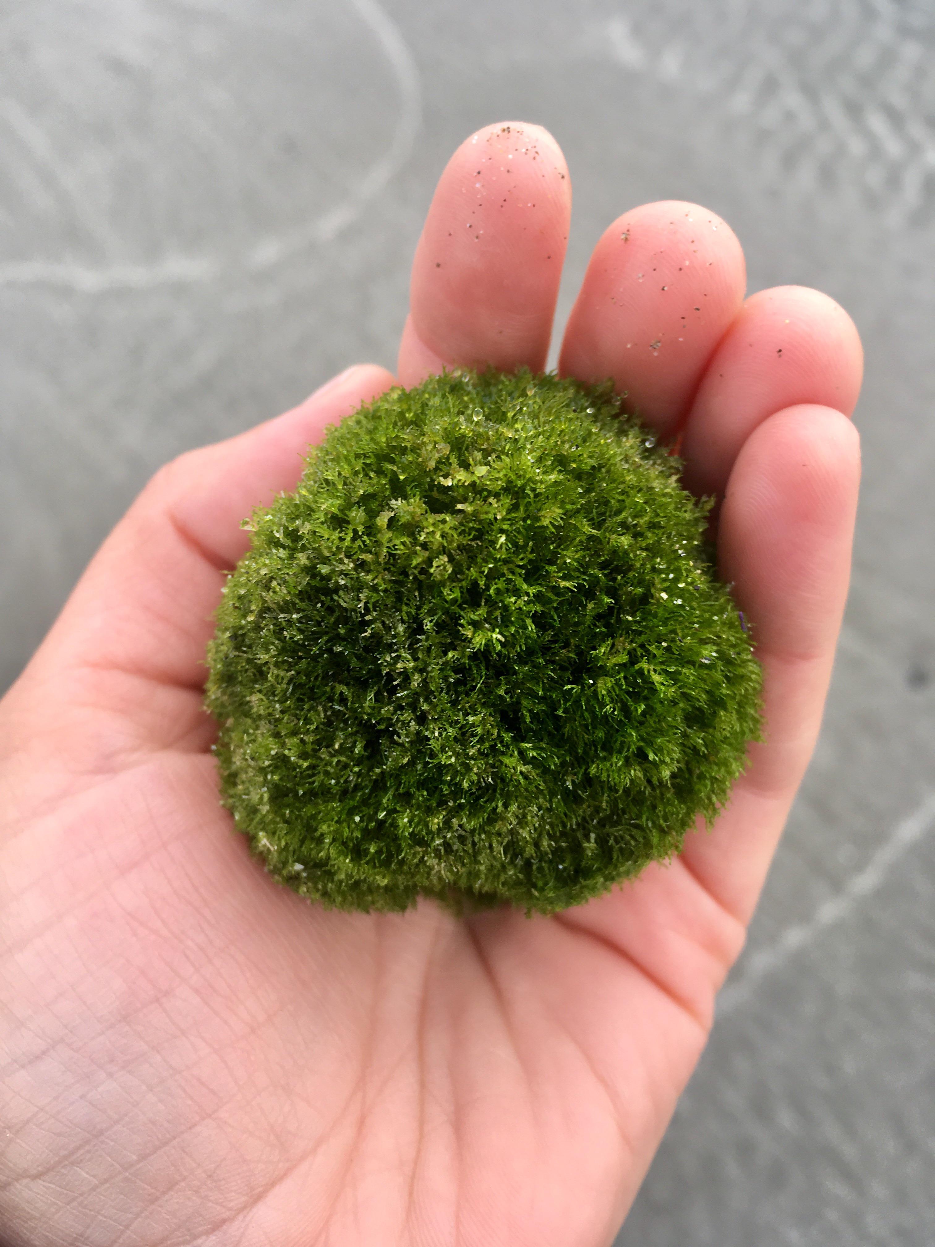 This moss ball that washed up on the beach r/mildlyinteresting