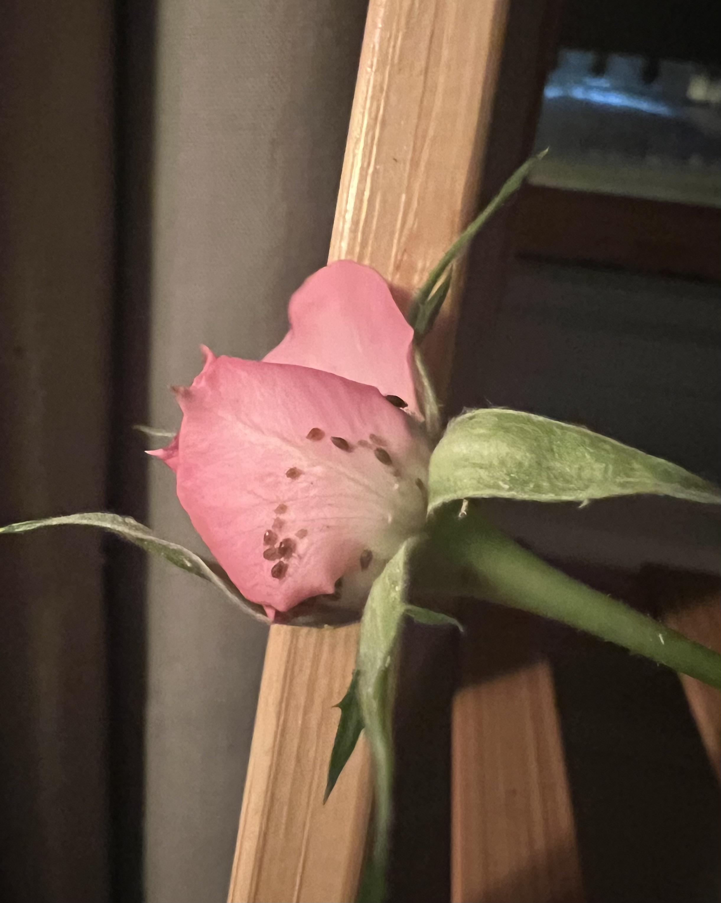 What are these bug eggs on my (indoor) miniature rose and how to get rid of them? r/gardening