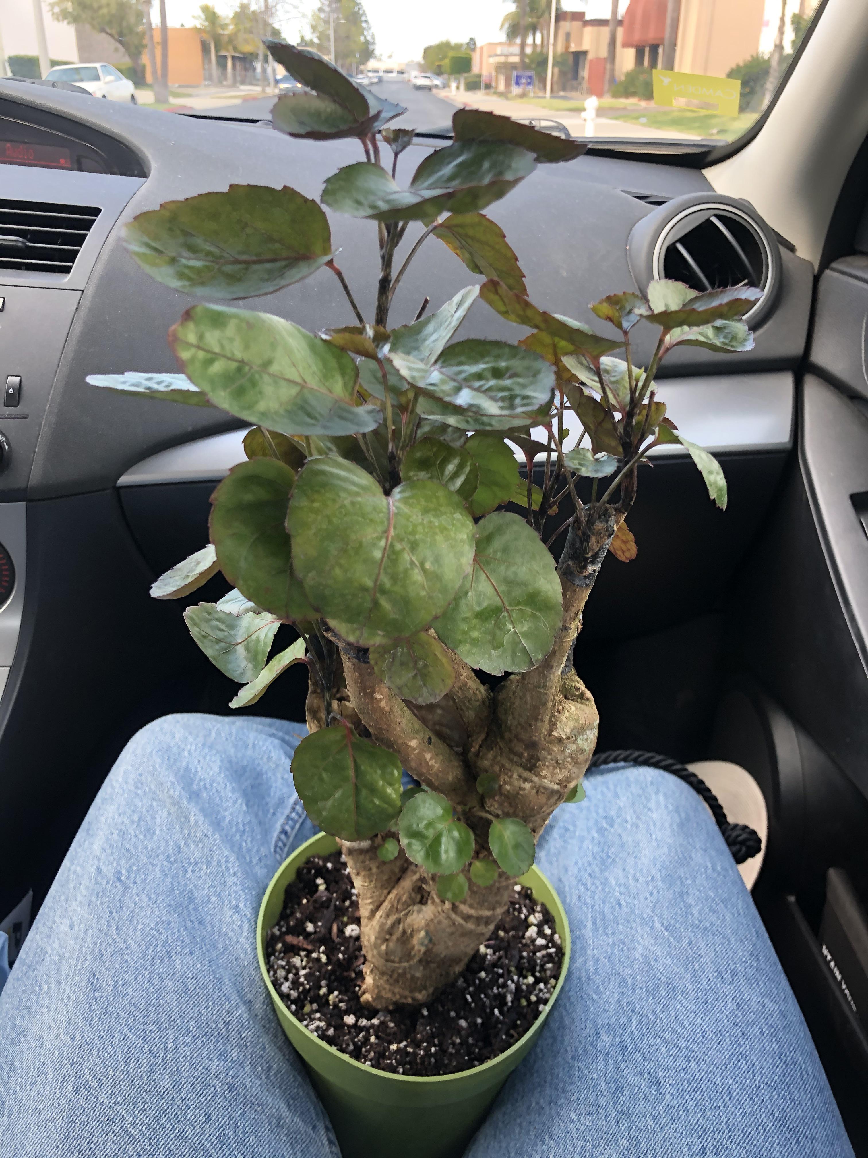 Any stump fans? I’ve always loved these and finally got one r/houseplants