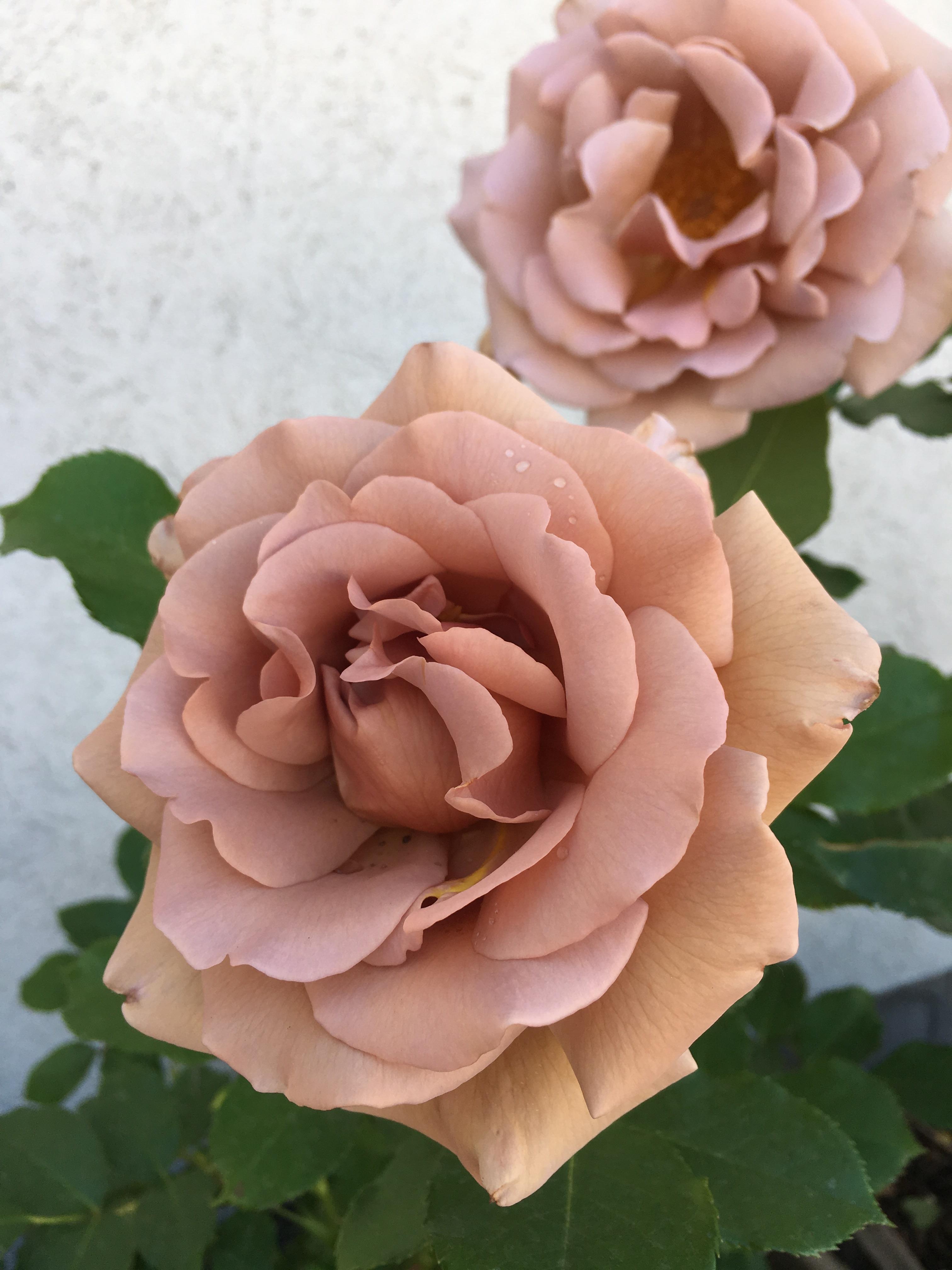 Bought my first rose this week. These Koko Loko roses are an amazing