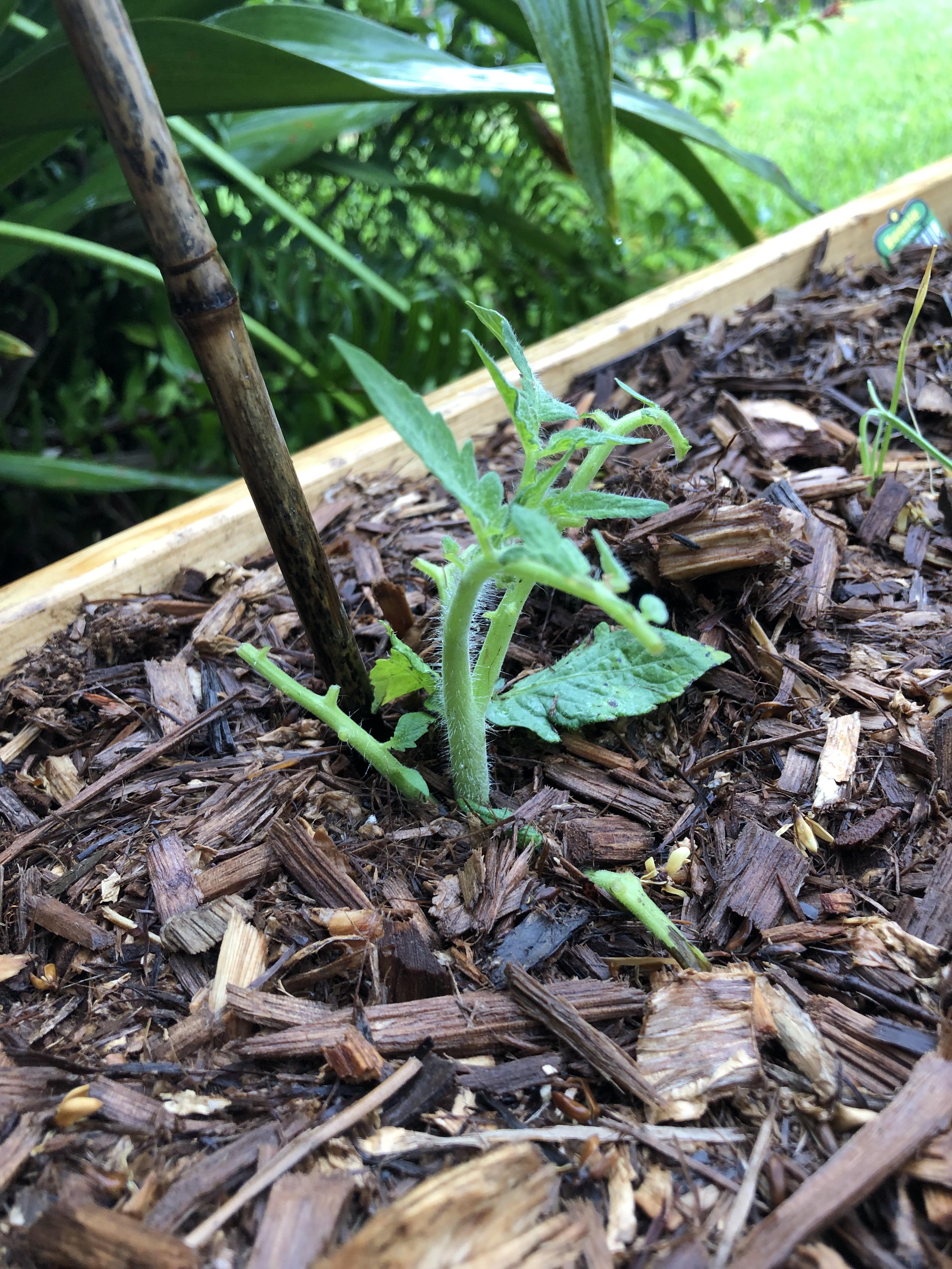 Something is eating my tomato transplant (1 week in ground). Any tips