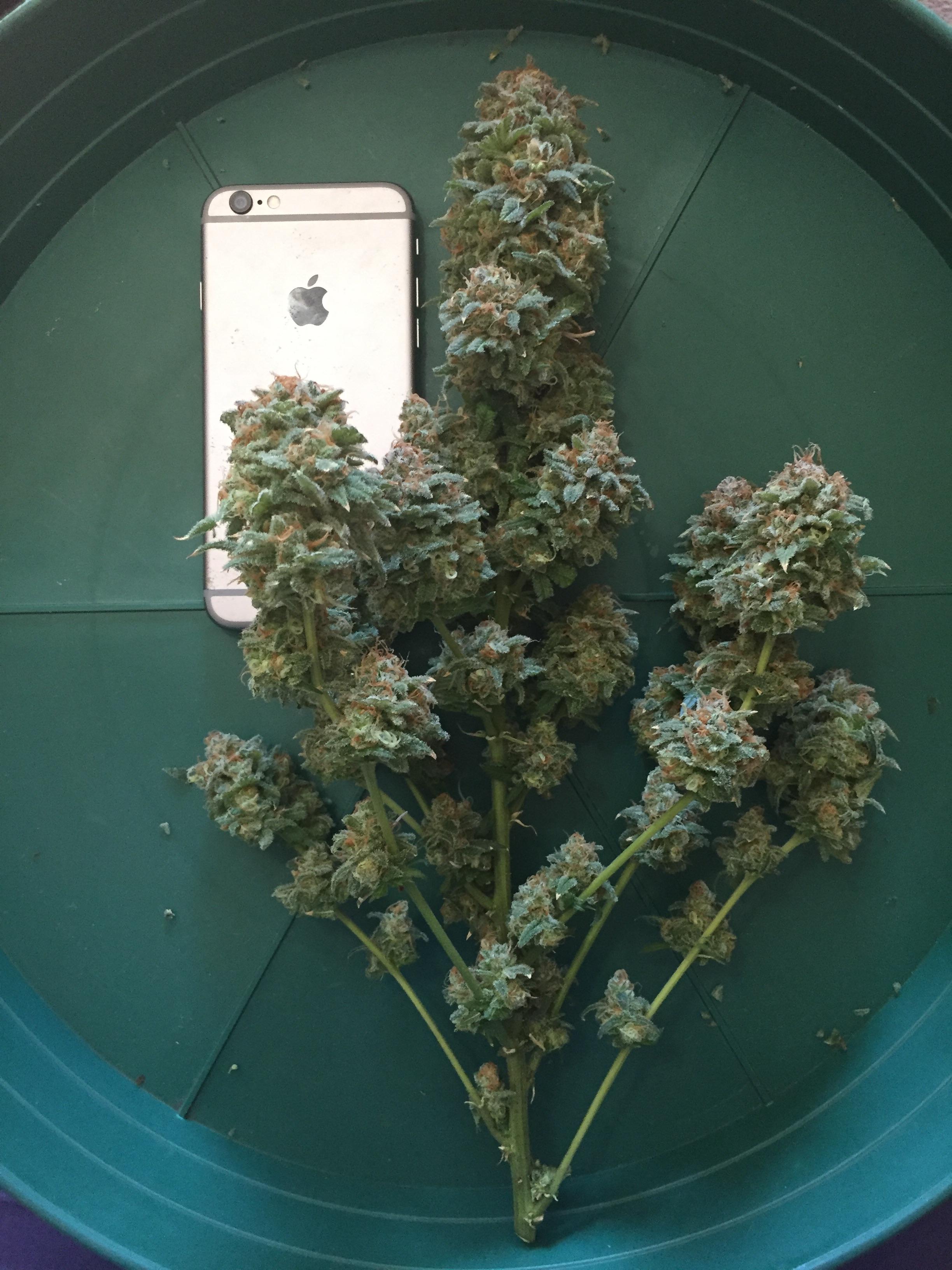 Lights out strain dopmoon